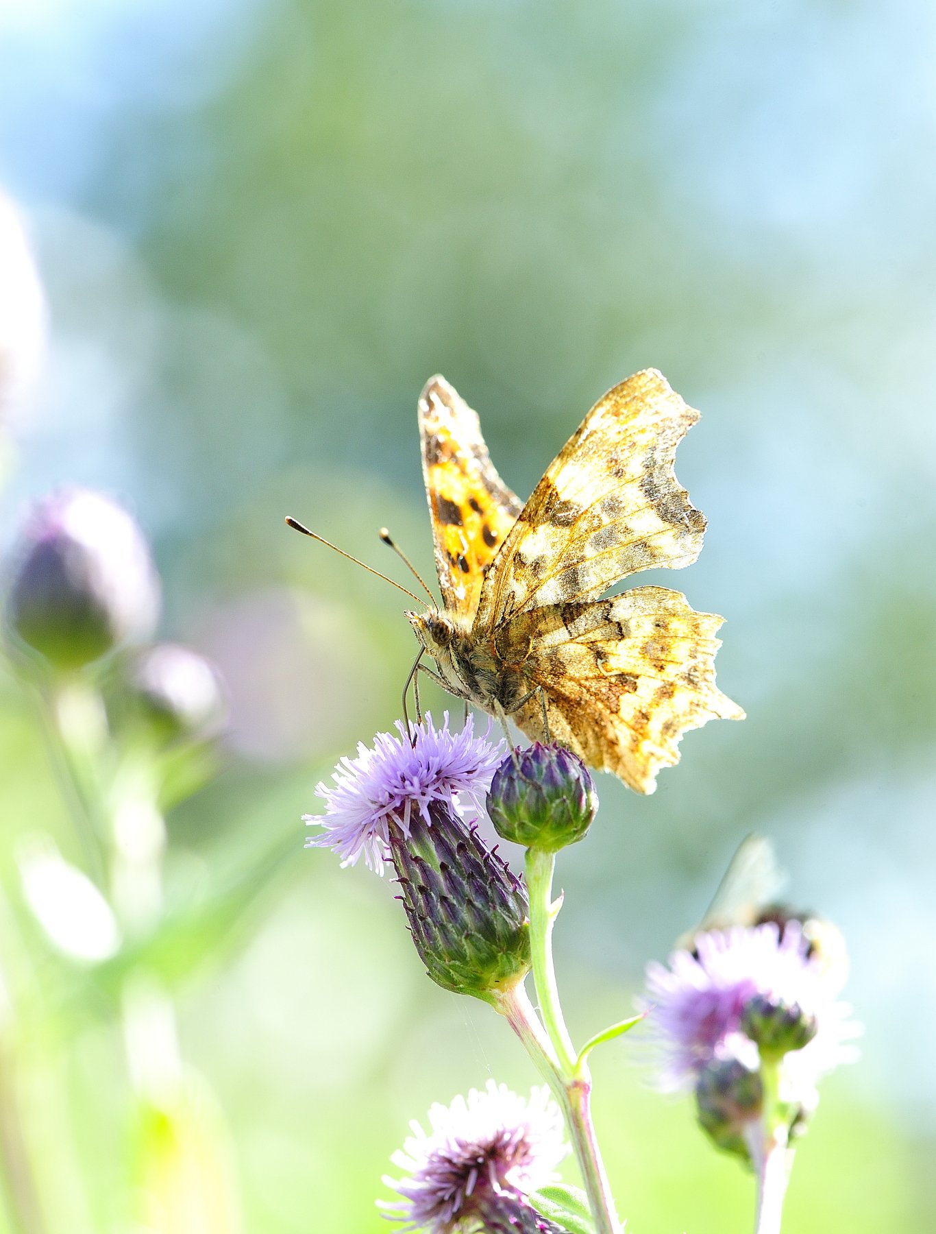 _DSC3917 affinity.jpg