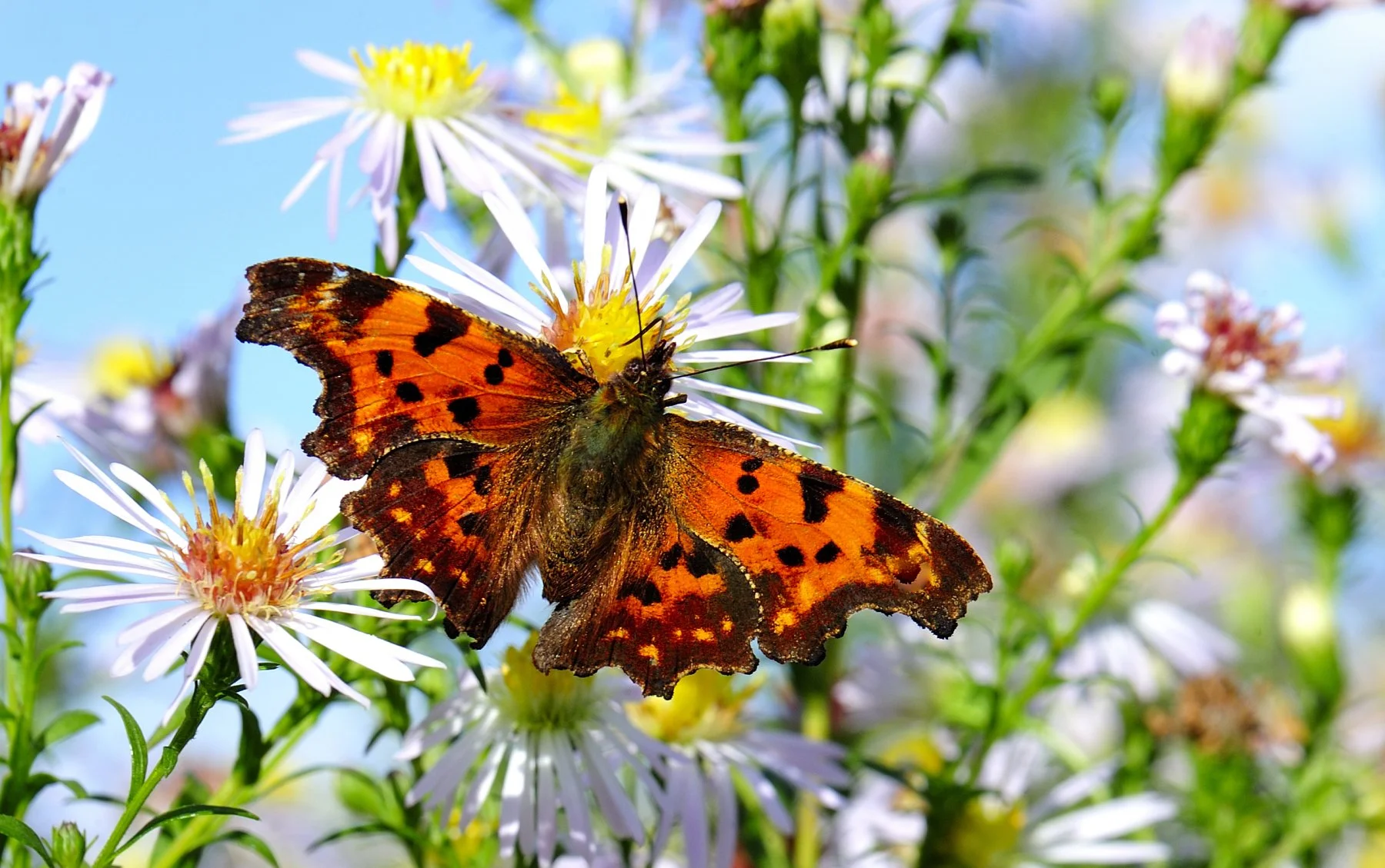 _DSC0995 affinity.jpg