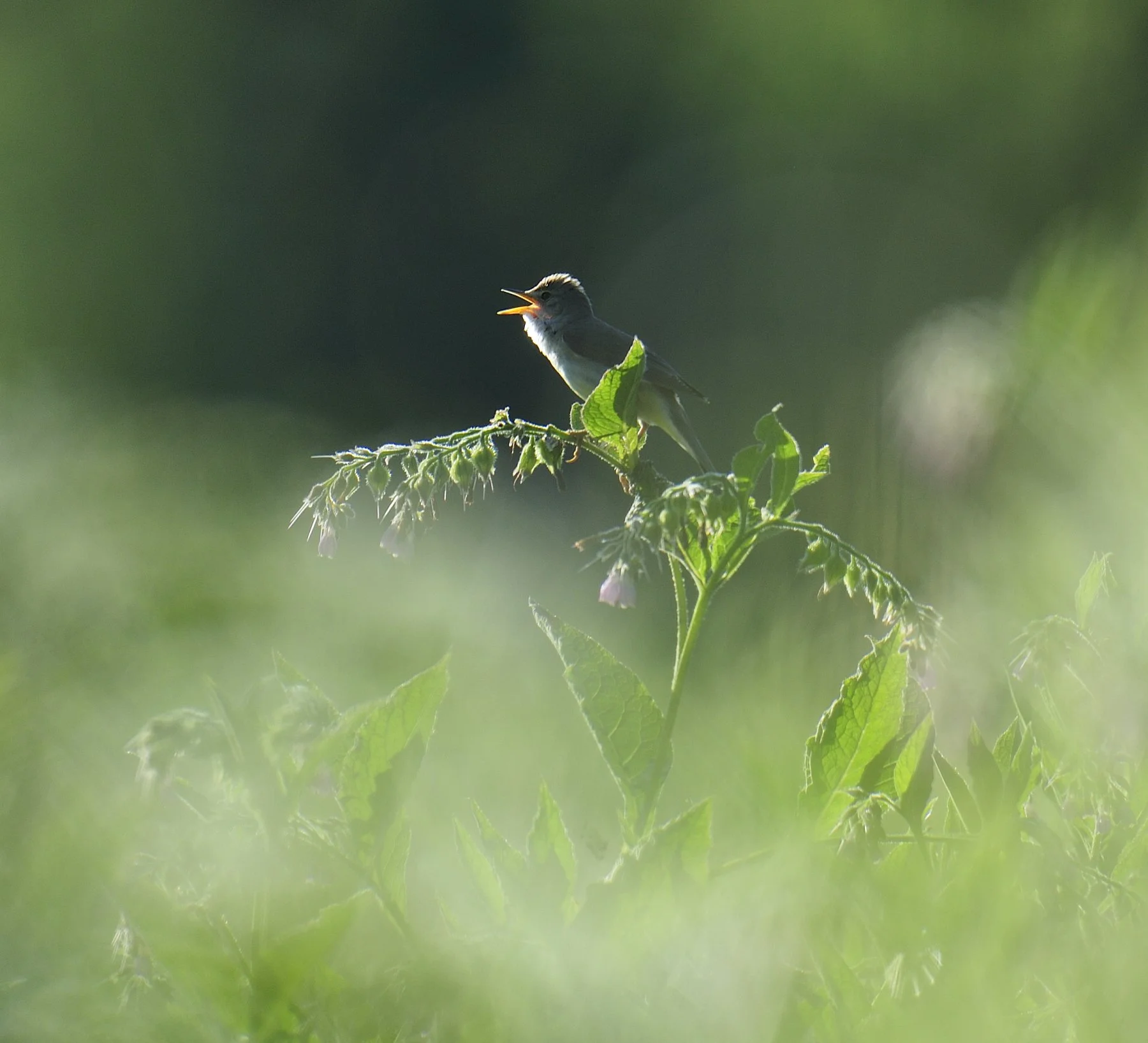 _DSC8474 affinity.jpg