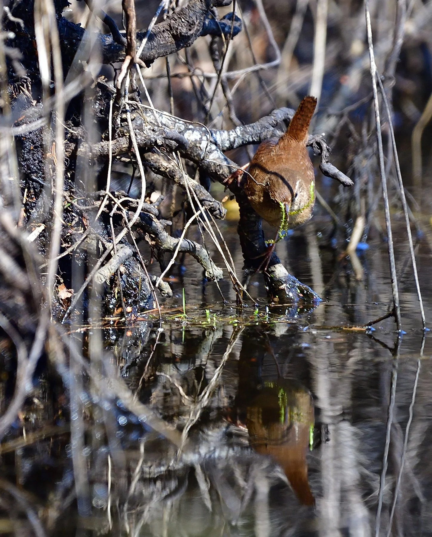 DSC_2469.JPG