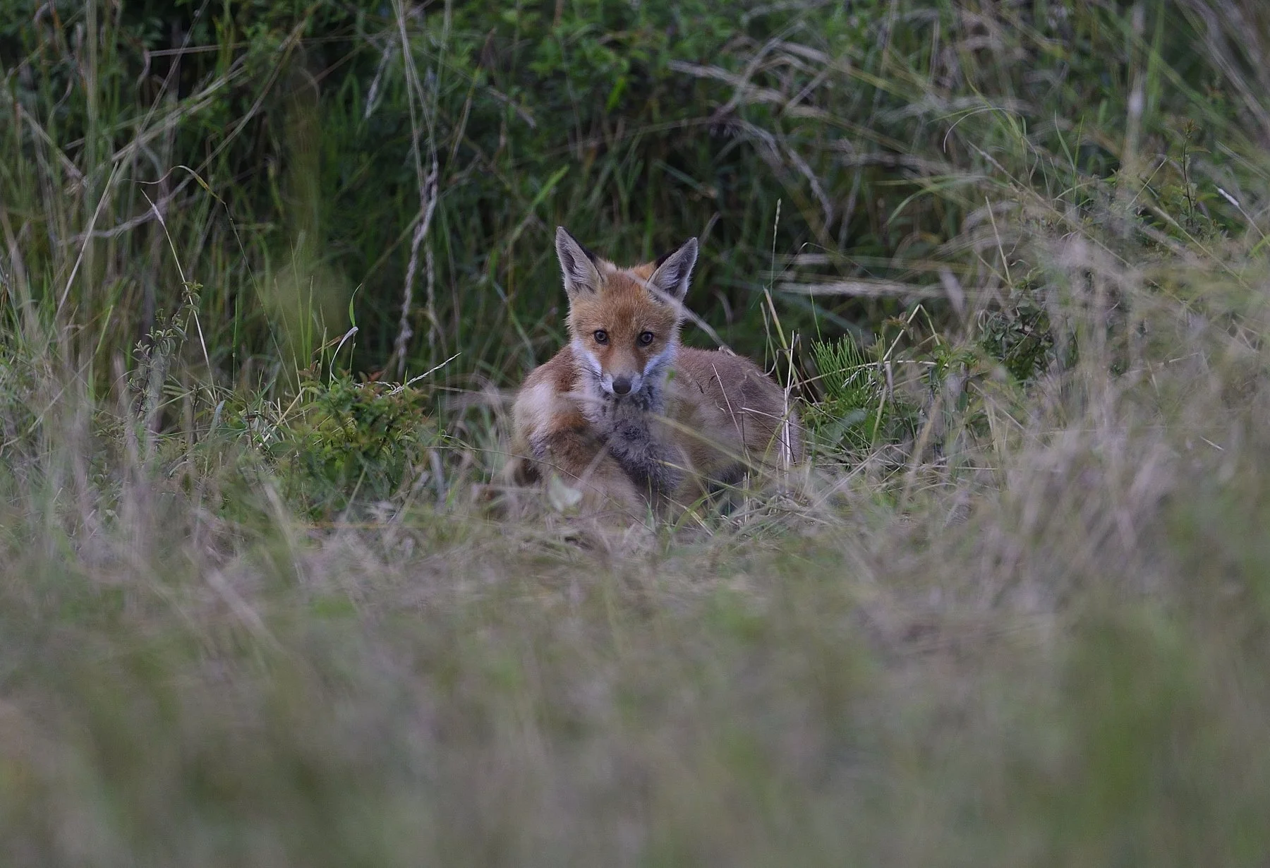 _D4N3484.jpg
