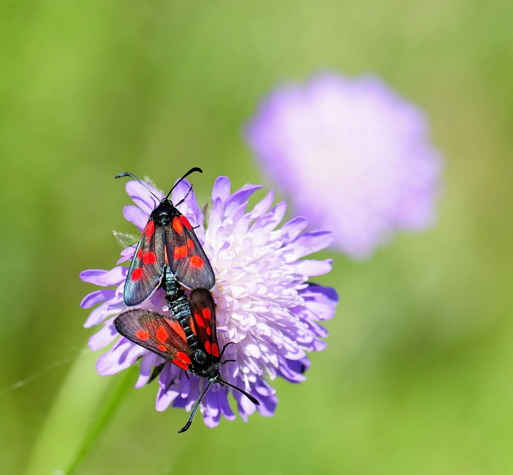 _DSC3210 affinity.jpg