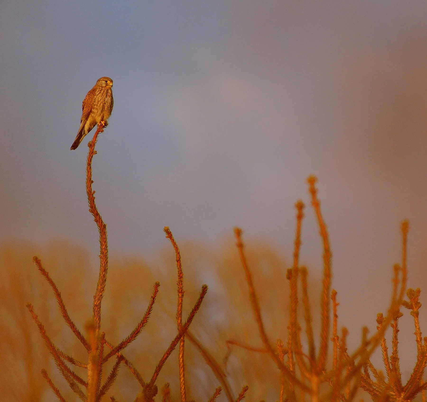 DSC_2197 affinity.jpg