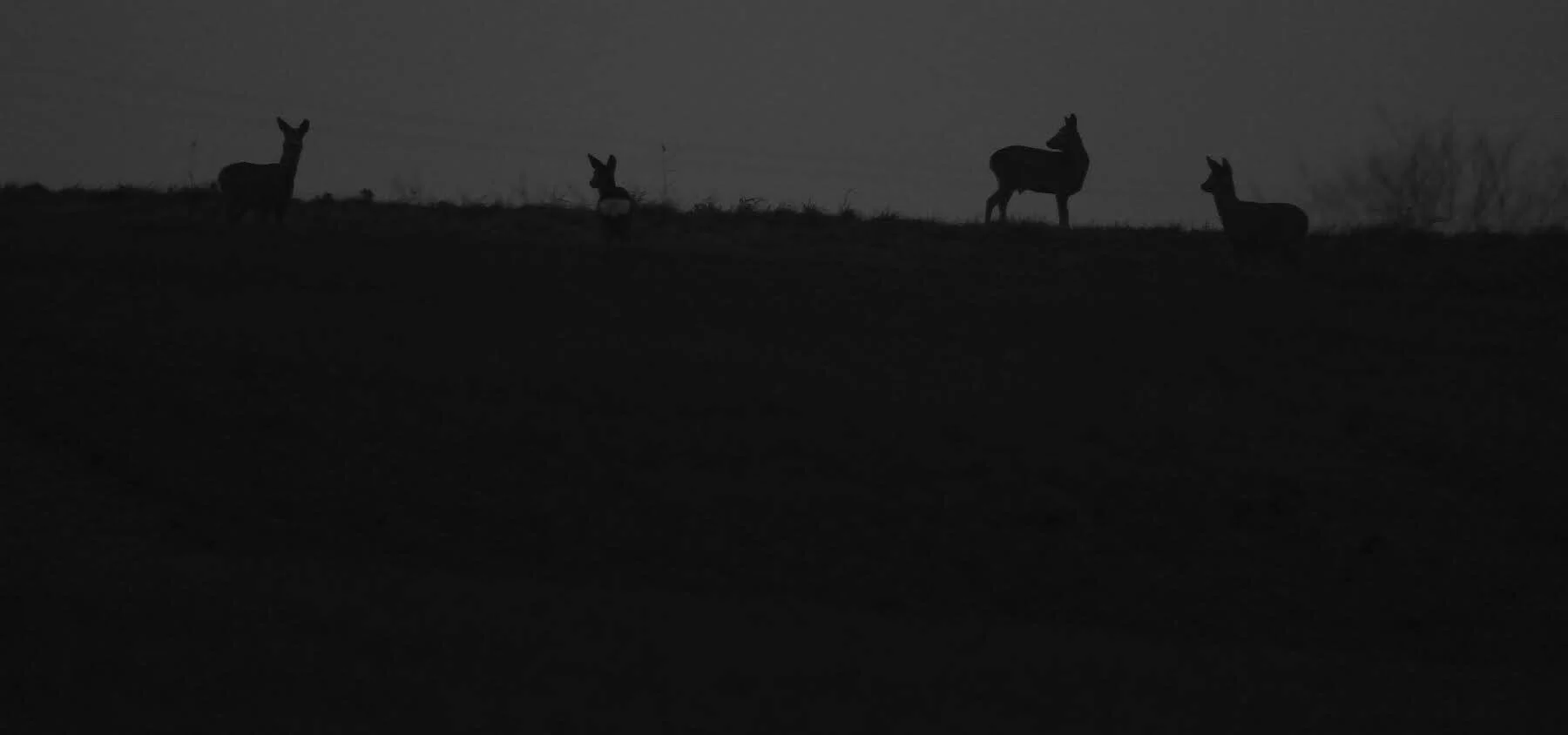 _D4N9070.jpg