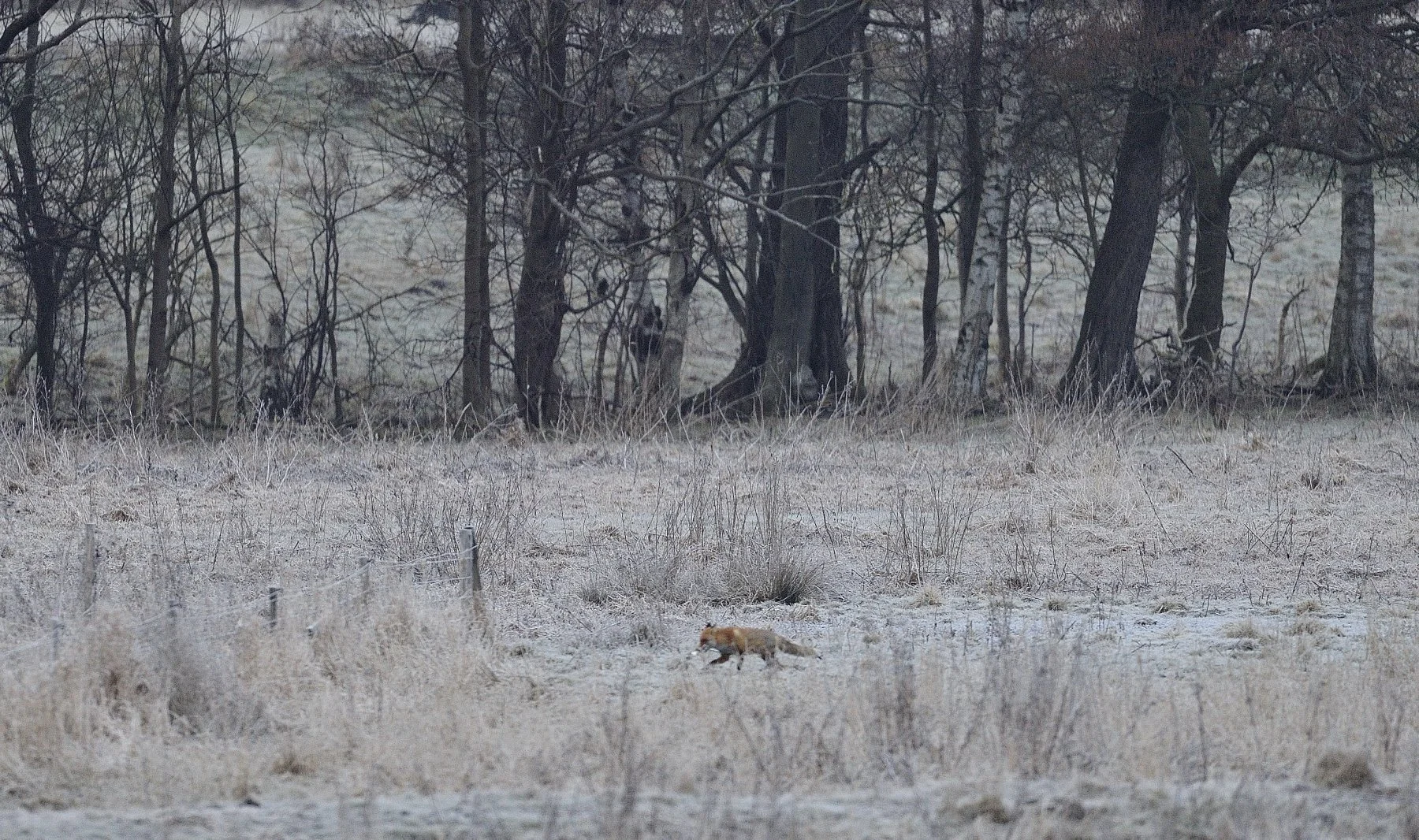 _DSC1807.jpg