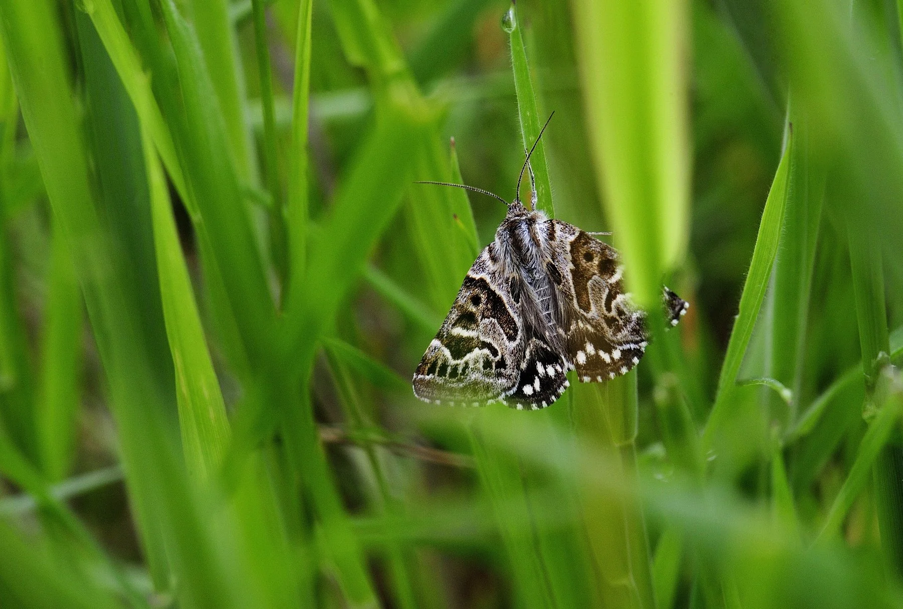 _DSC8226_01 affinity.jpg