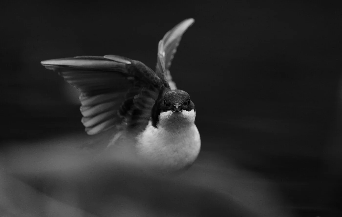 _D4N7832_01.jpg