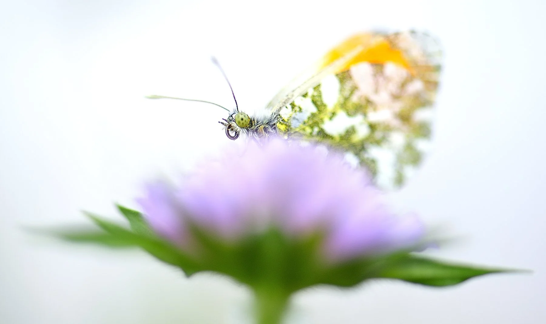 _DSC2195 affinity.jpg