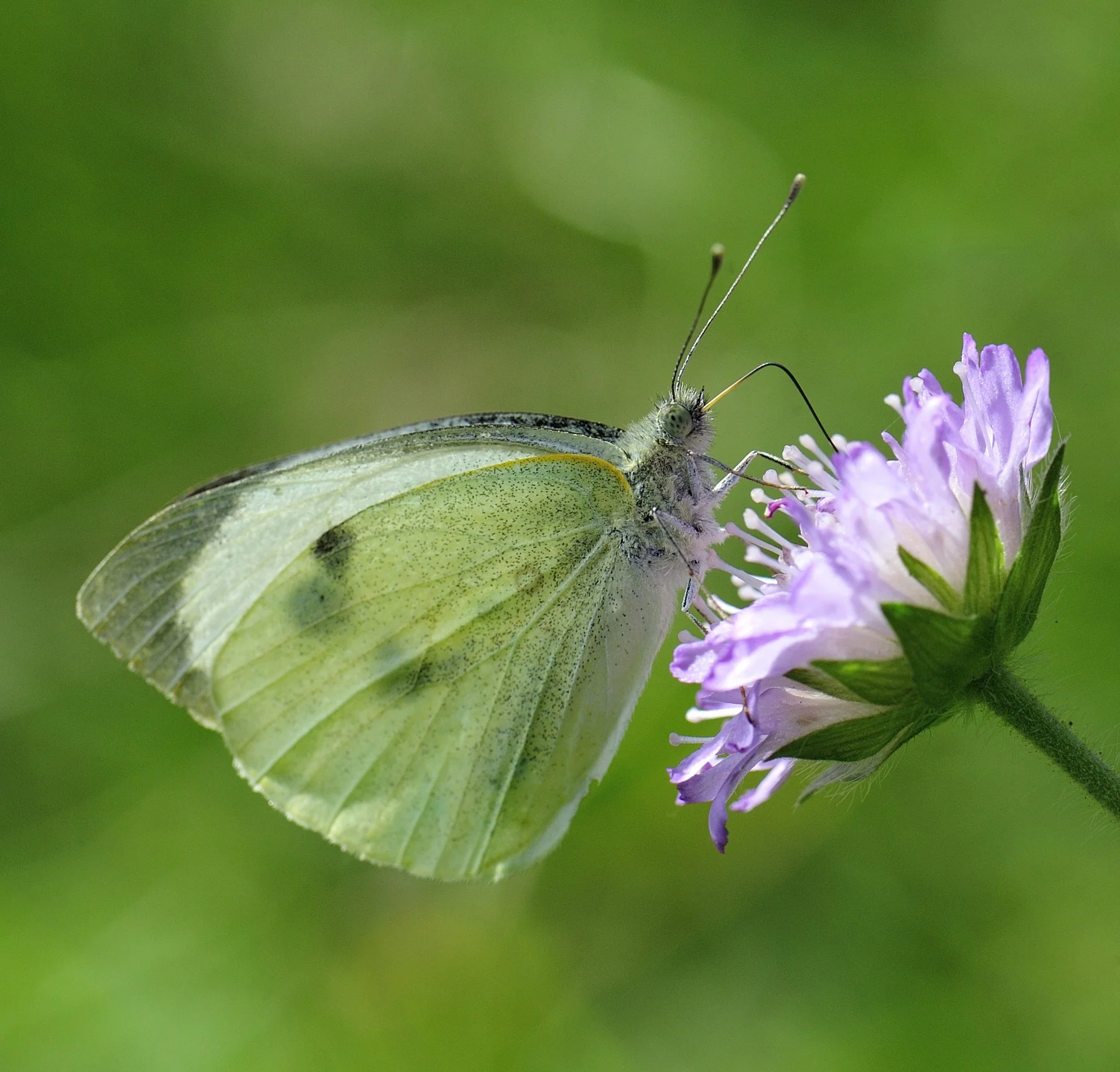 _DSC4737 affinity.jpg