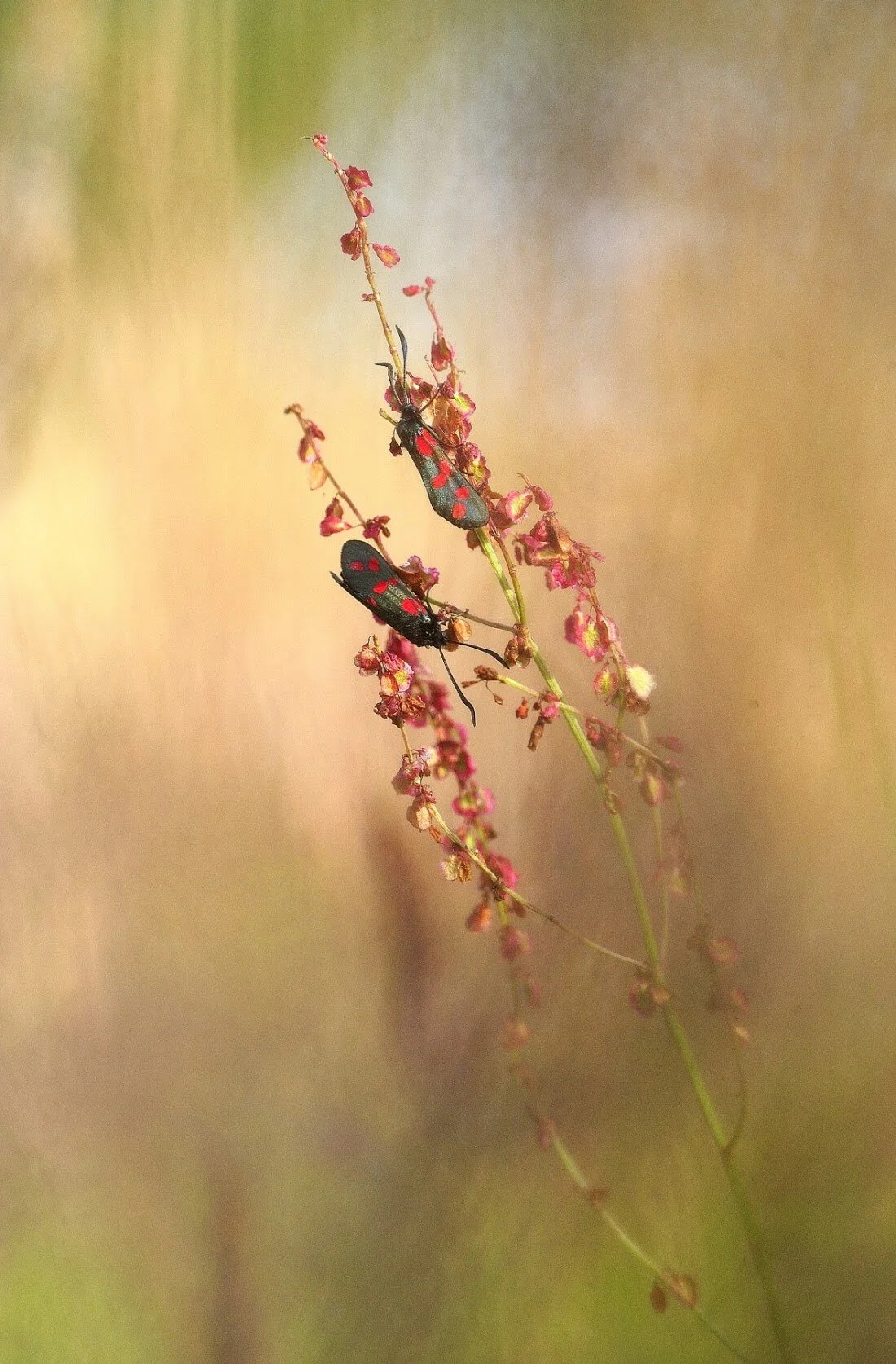 _DSC4309 NFD 1800Pixel-2.jpg