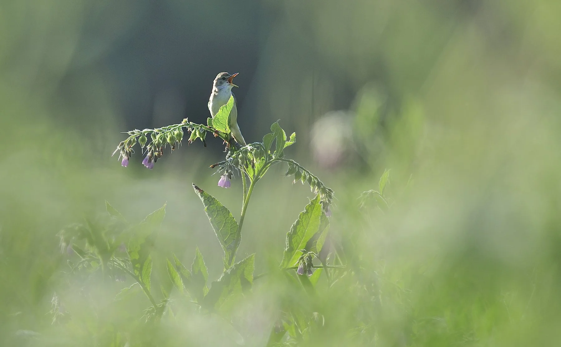 _DSC8461 affinity.jpg