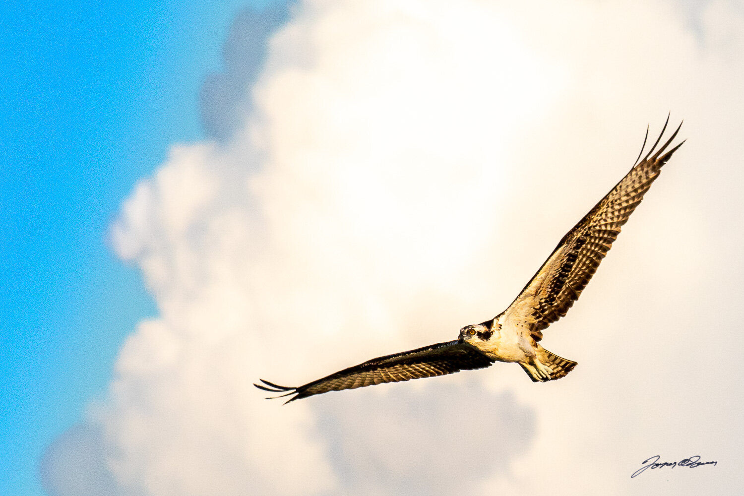 Osprey in Flight02.jpg