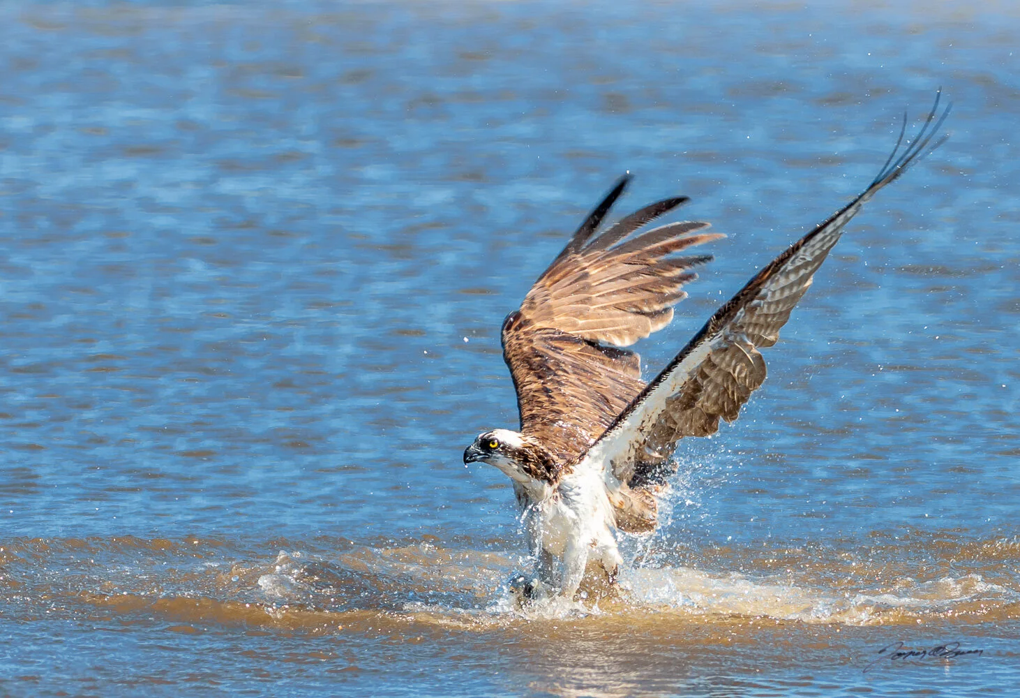 Surfacing Ospery.jpg