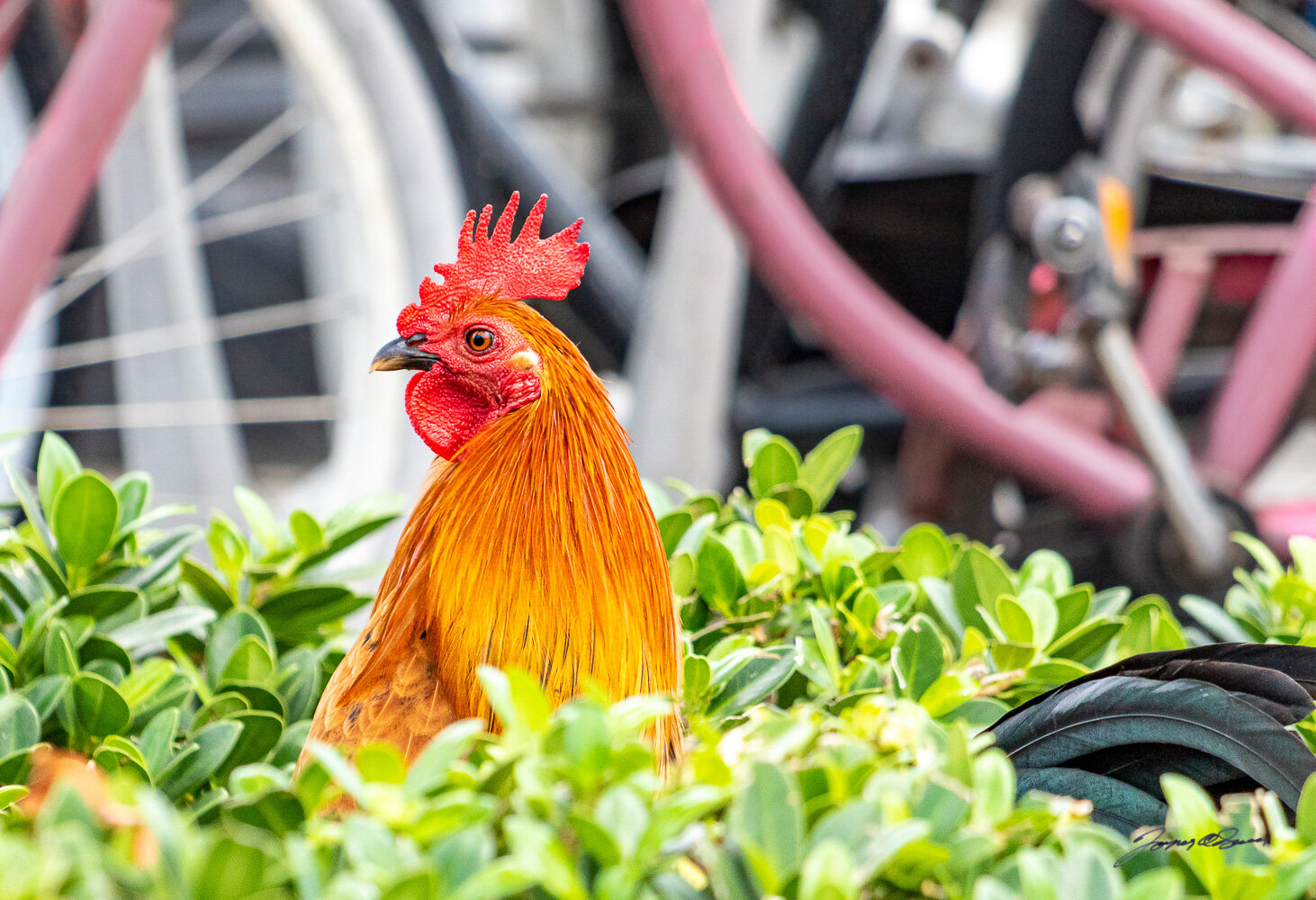 Rooster in the Bush.jpg