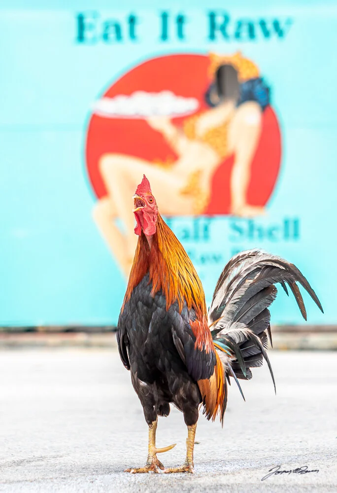 Chester at the Half Shell.jpg