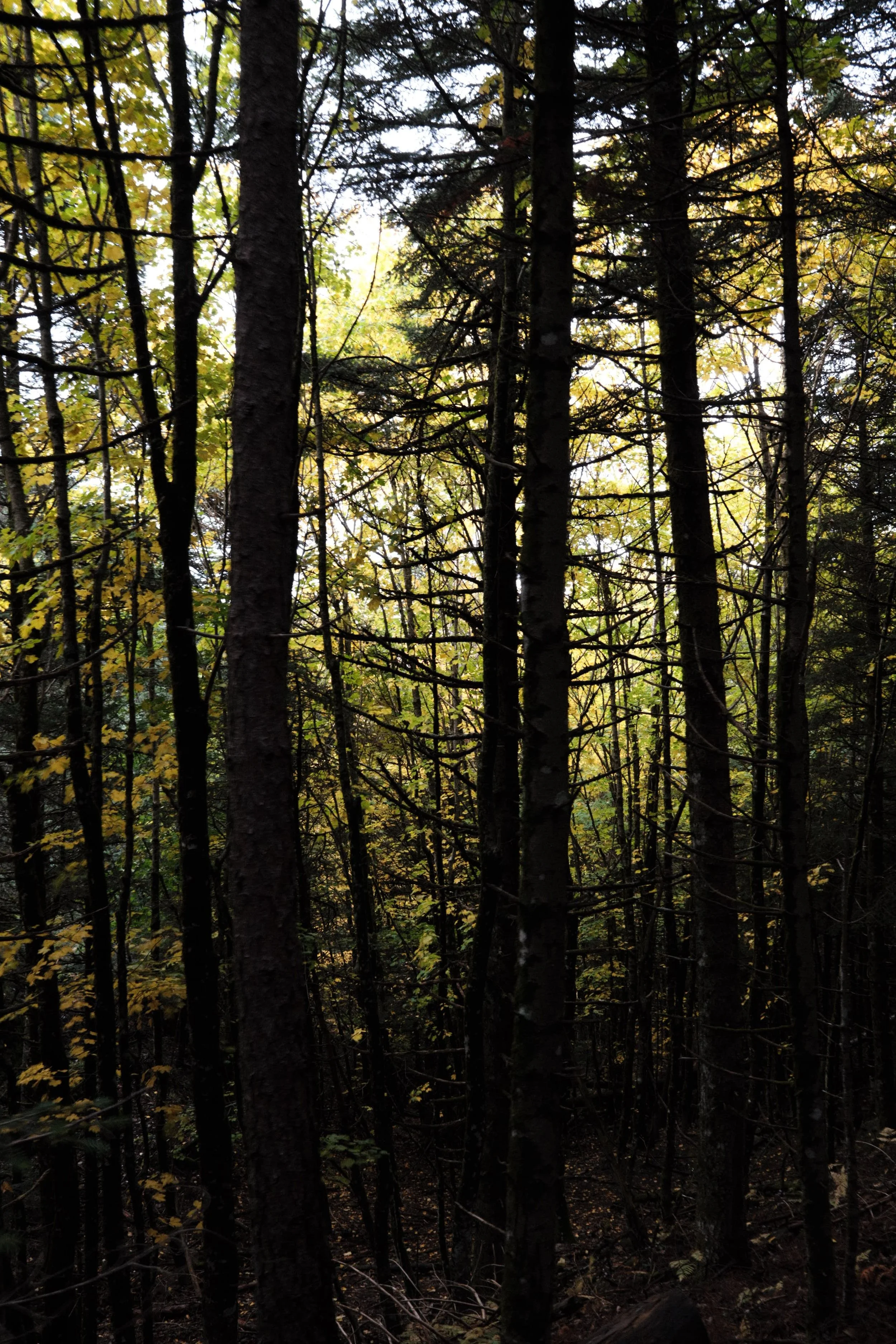 Dense forest with tall, thin trees and some yellowing leaves, sunlight filtering through the canopy.
