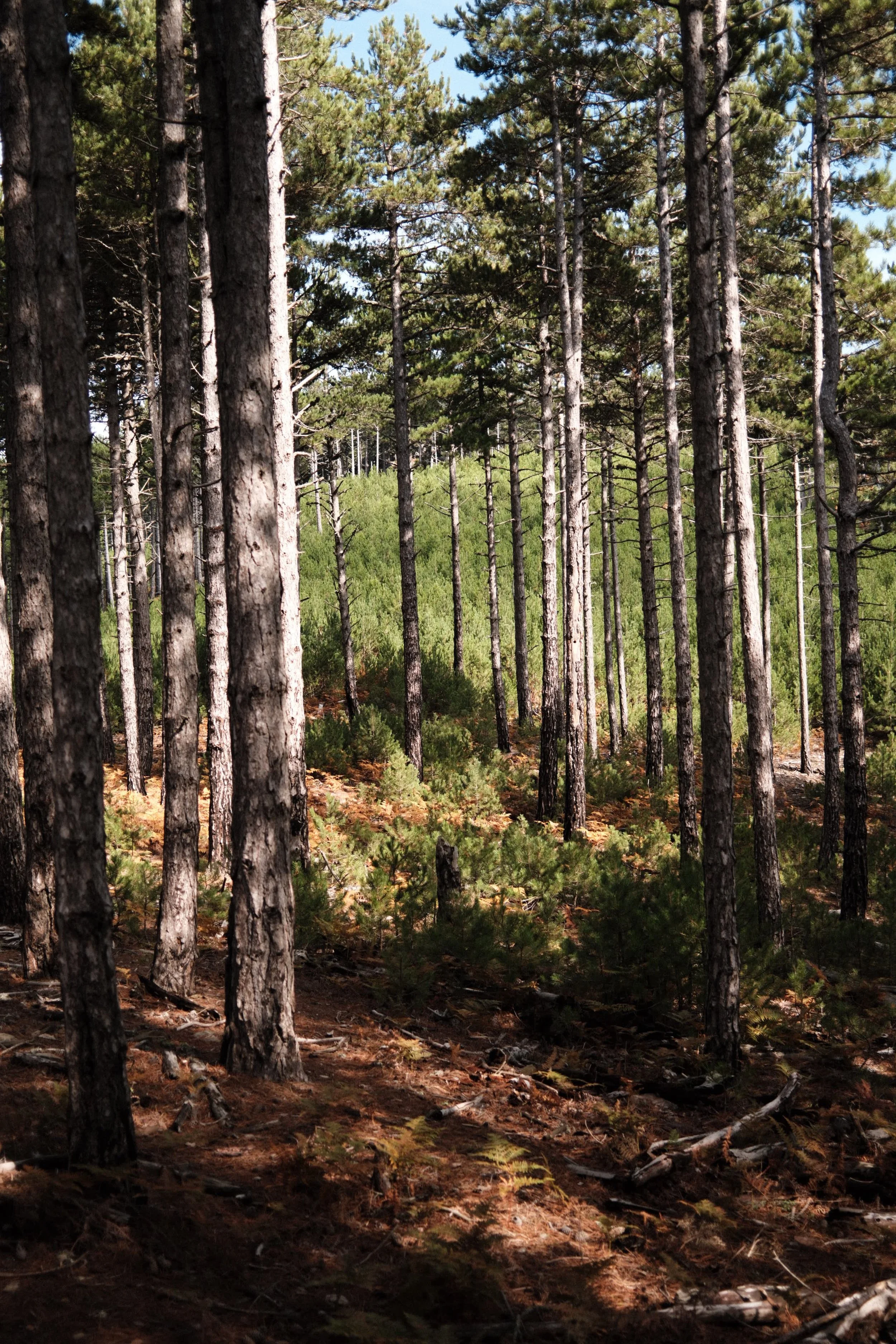 A forest scene with tall pine trees and a dirt ground covered with pine needles and small shrubs. Sunlight filters through the trees, casting shadows.