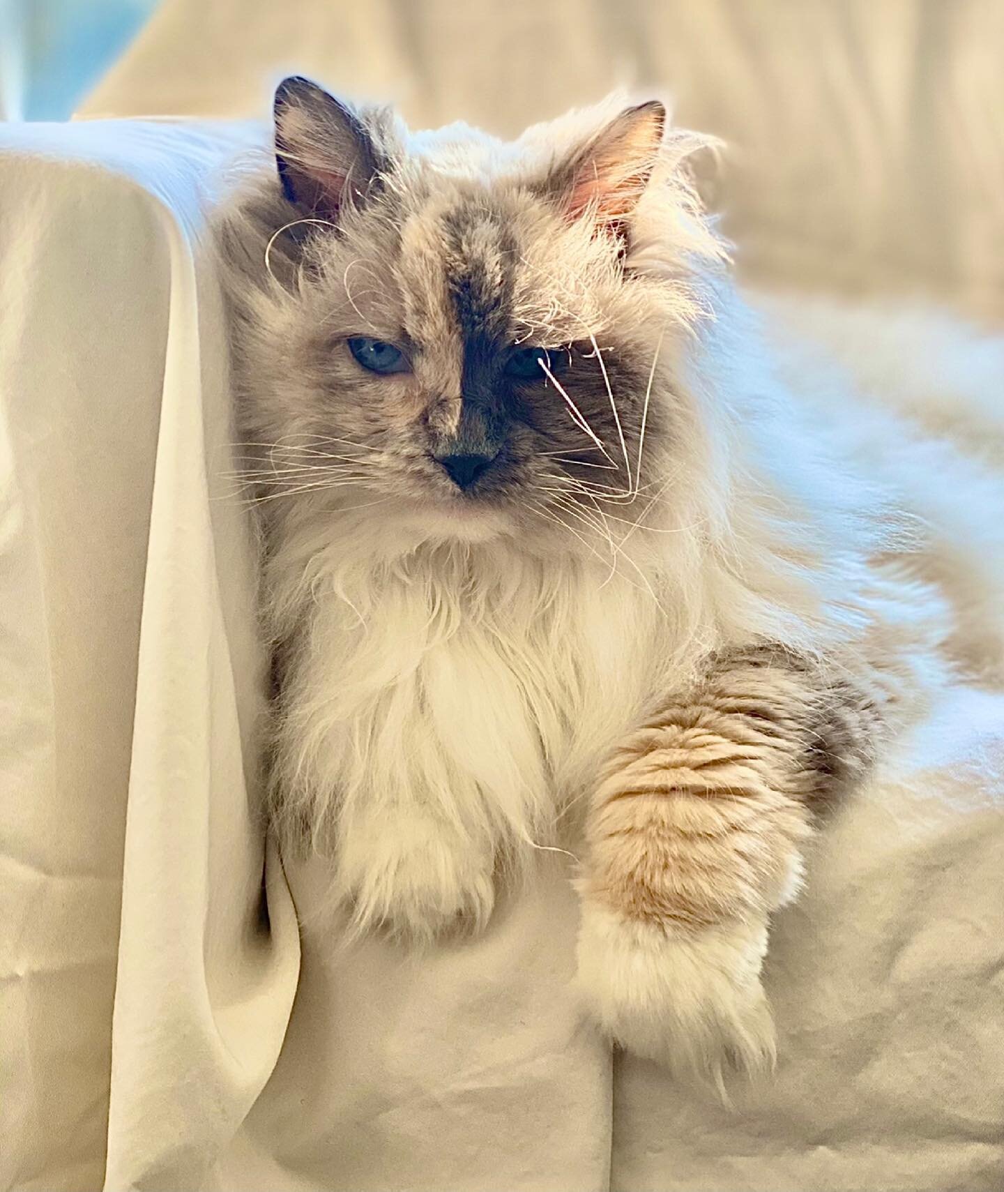 Anything is Paws-bile
Have a fantastic day😀
#mycat
#catsofinstagram #cats 
#cats_of_instagram #ragdollsofinstagram 
#ragdolls #lovemycat #mypet