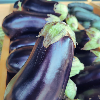 Eggplant.png