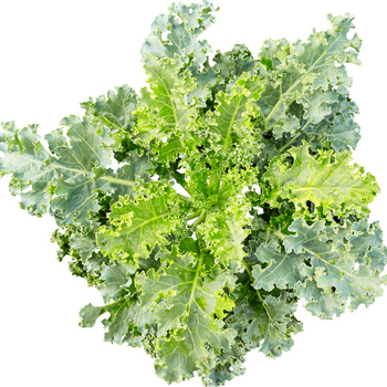 Green Curly Kale.png