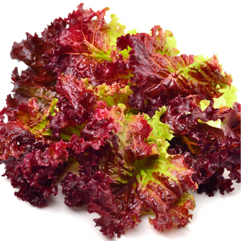 Red Lettuce.png