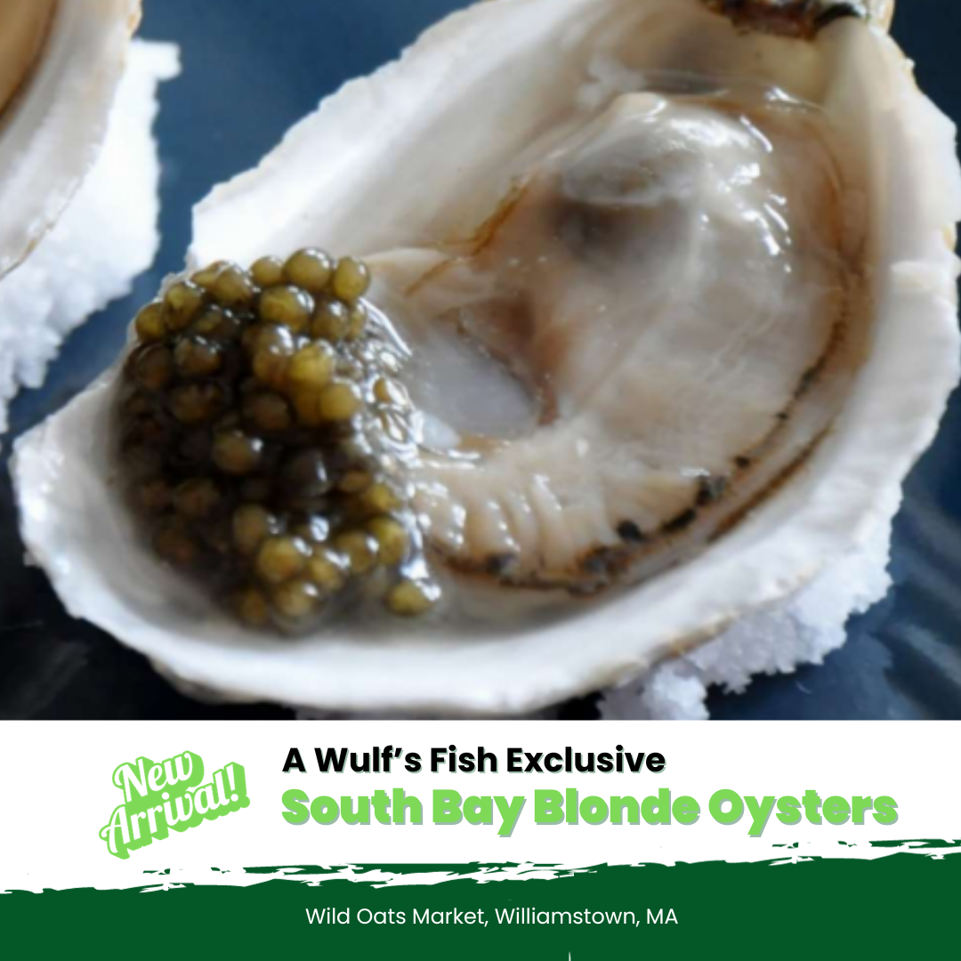 Wulf's Fish South Bay Blonde Oysters Wulf's Fish Exclusive at Wild Oats Market.png