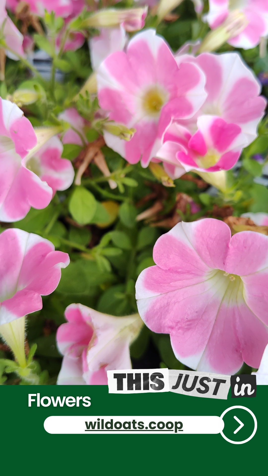 New Flowers at at Wild Oats Market.png