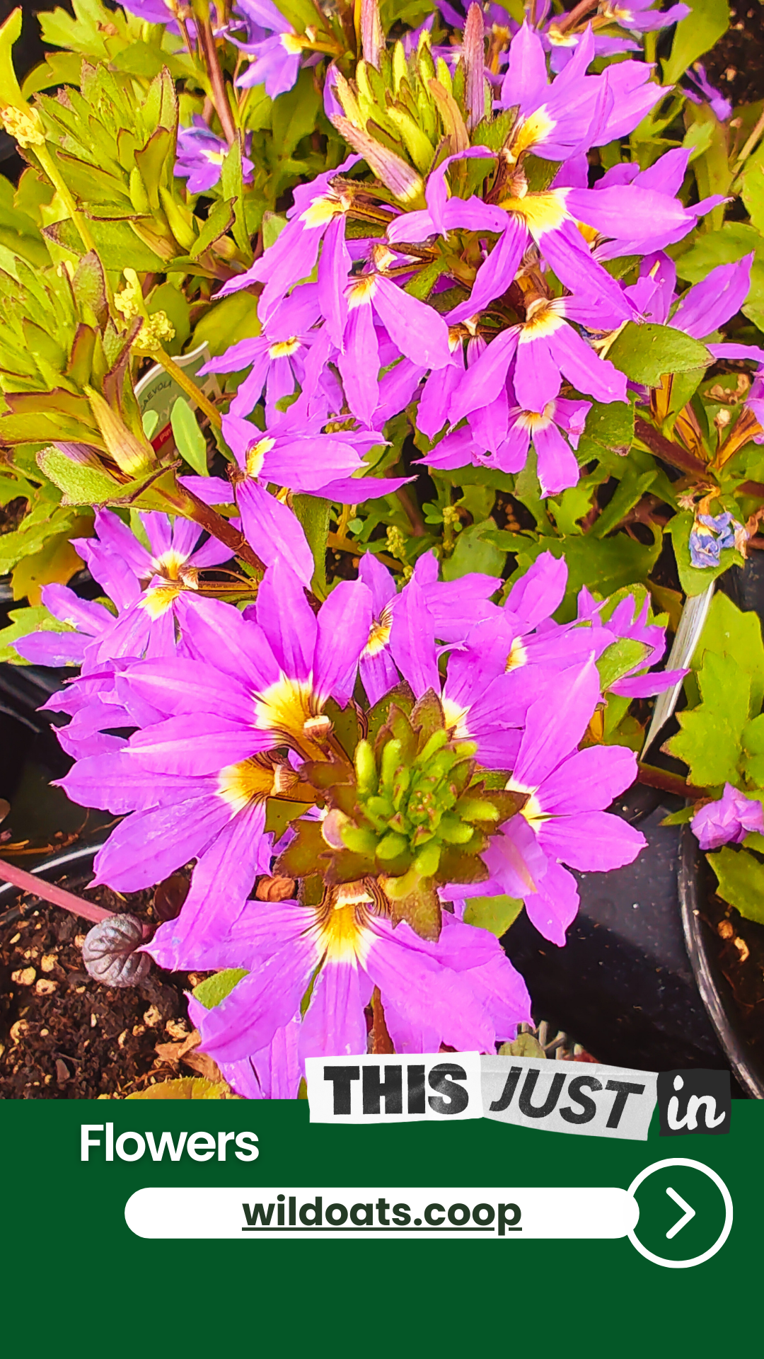 New Flowers at Wild Oats Market.png