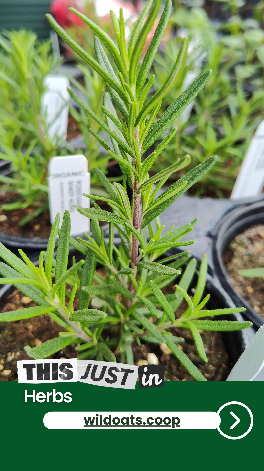 new Herb plants at Wild Oats Market.png