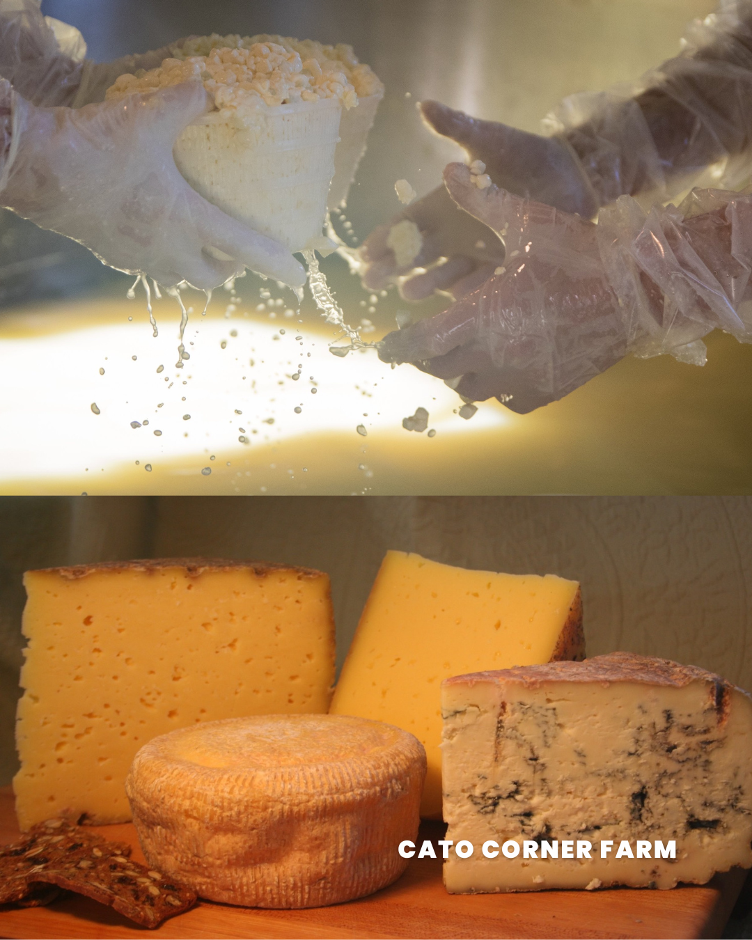 Cato-Corner-Farm-Cheeses.png