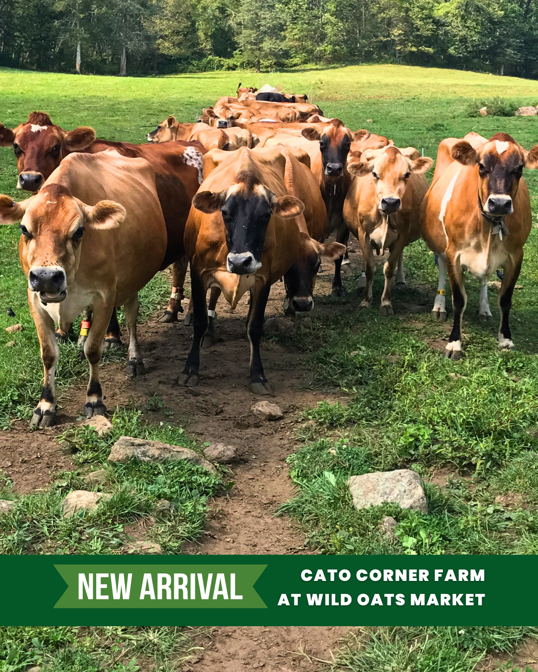 Cato Corner Farm.png