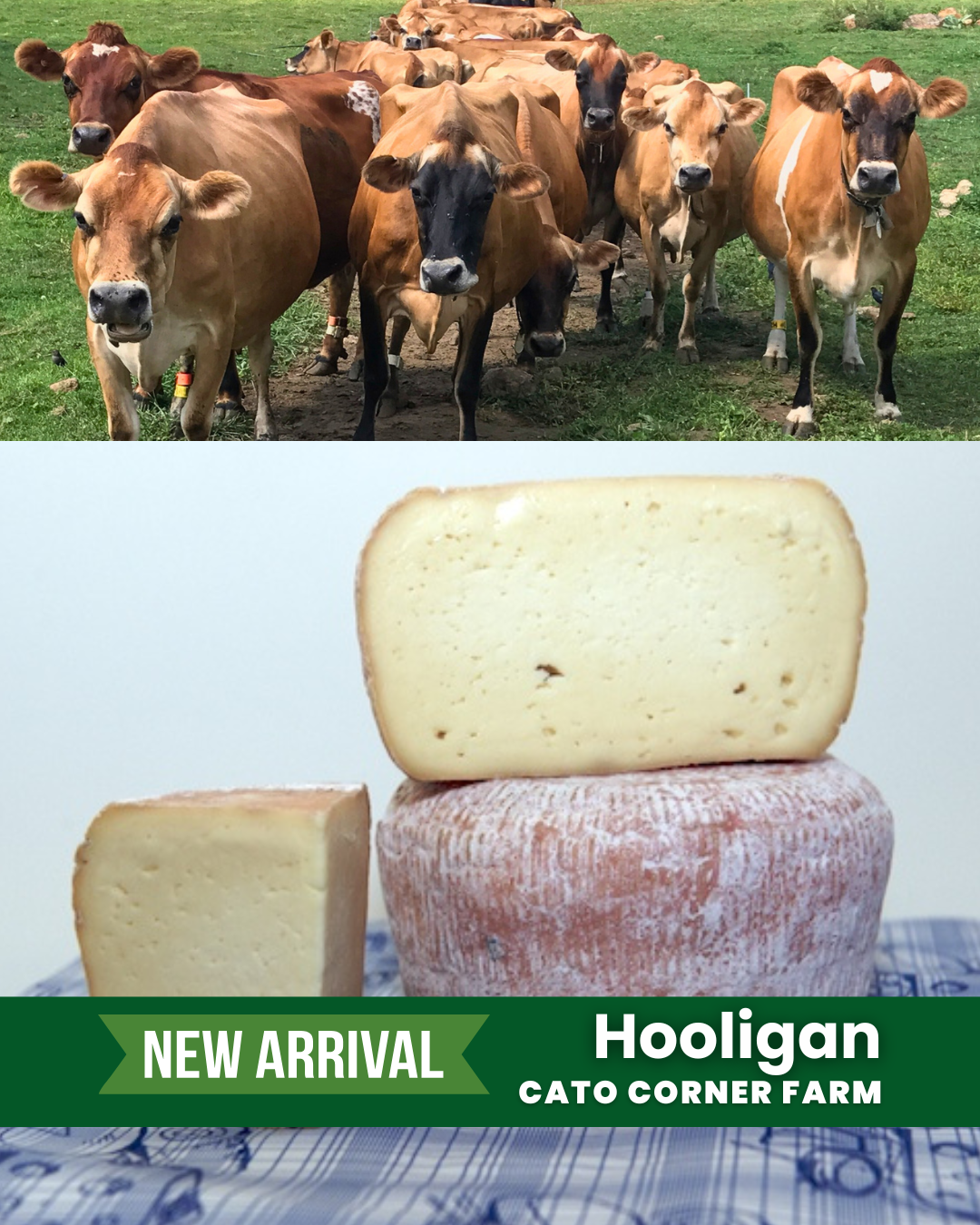 Cato-Corner-Farm-Cheeses-Hooligan.png
