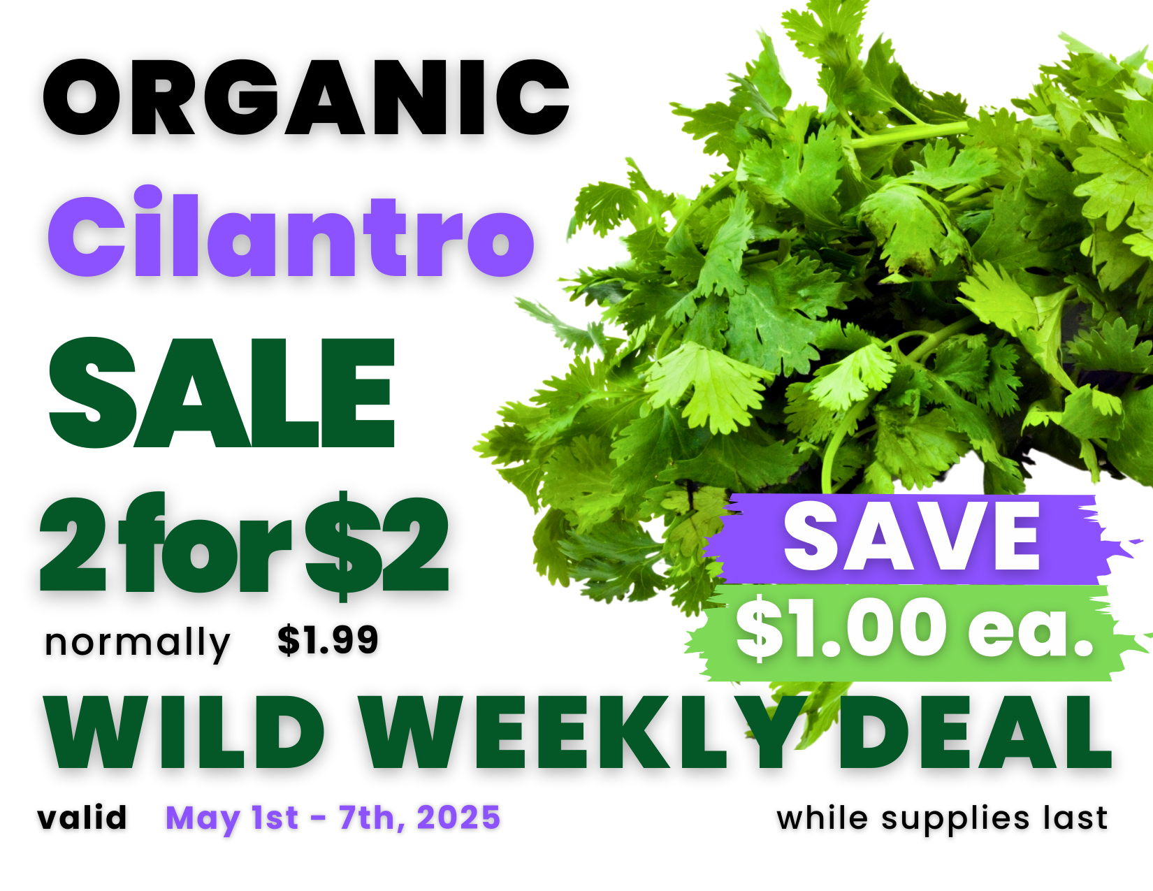 Cilantro.png
