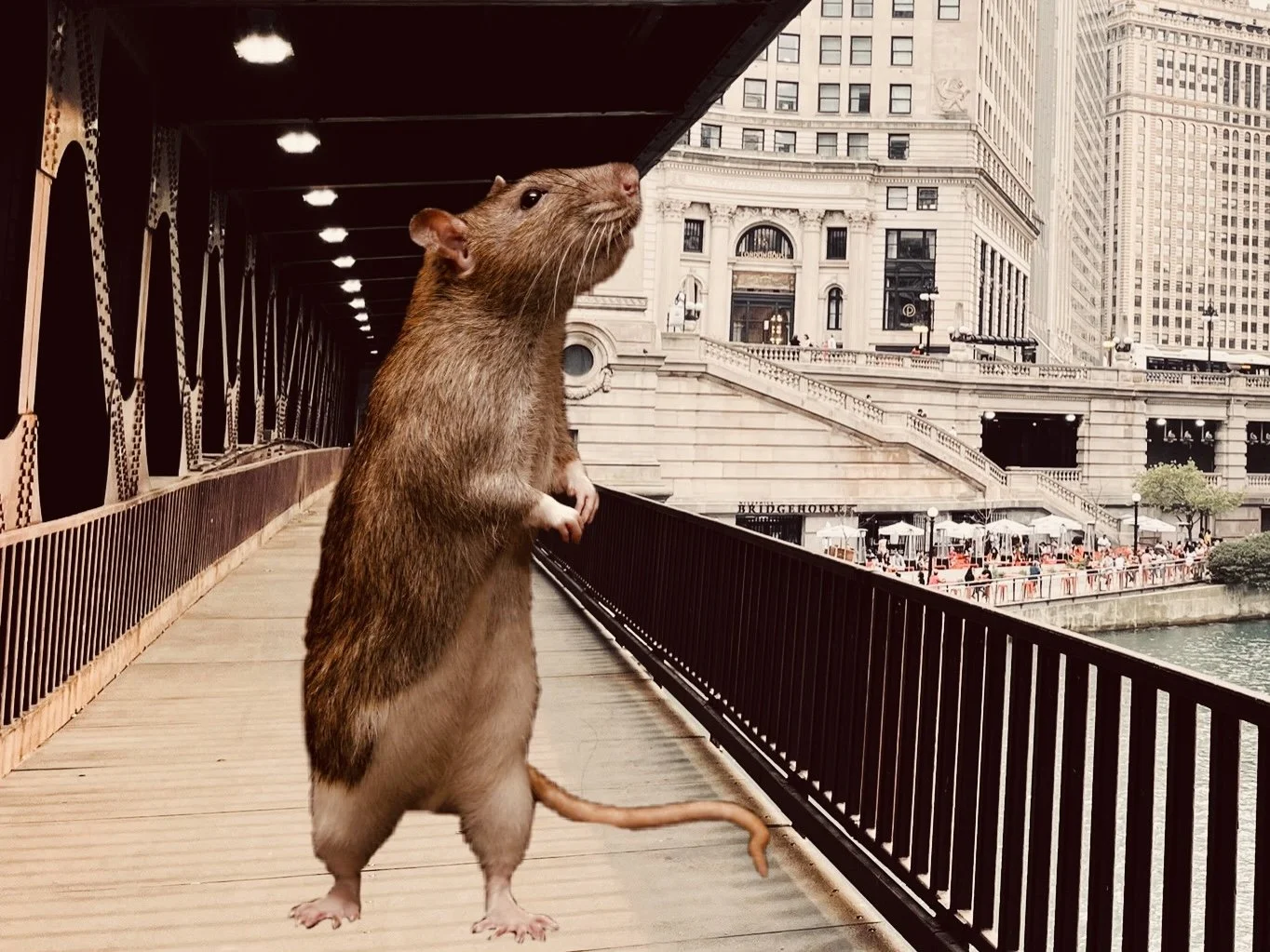 Underground Chicago (Plus Rats!) — Tours With Mike
