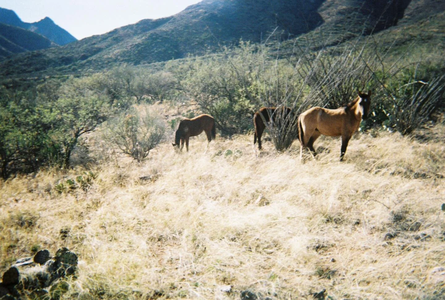 Wild horses❣️