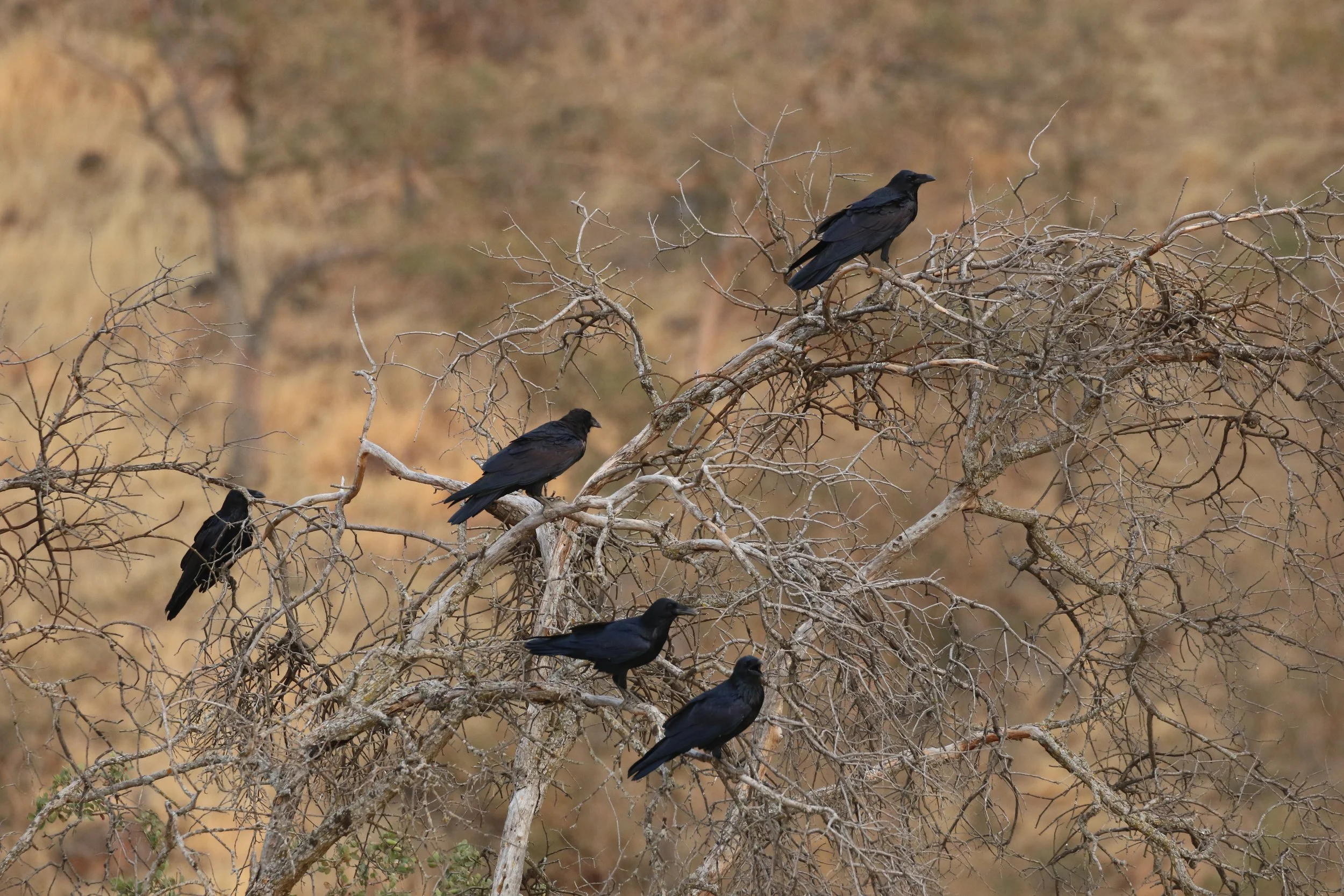 Crow Inspired Interior Design