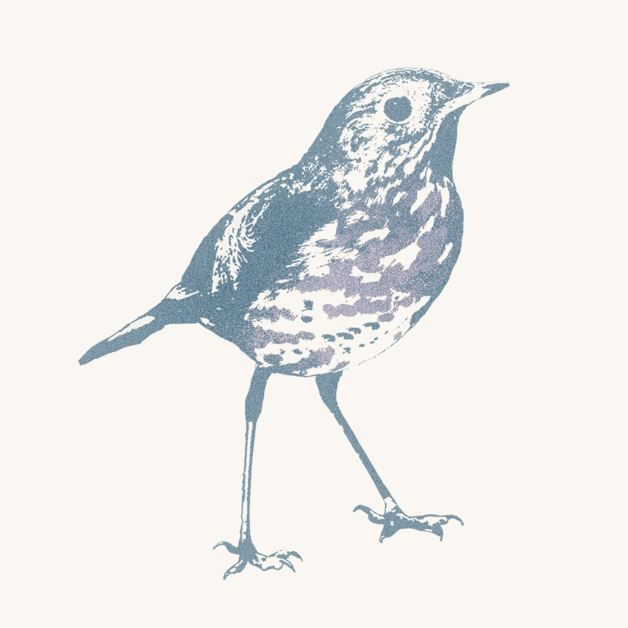 Hermit Thrush - Dogwood