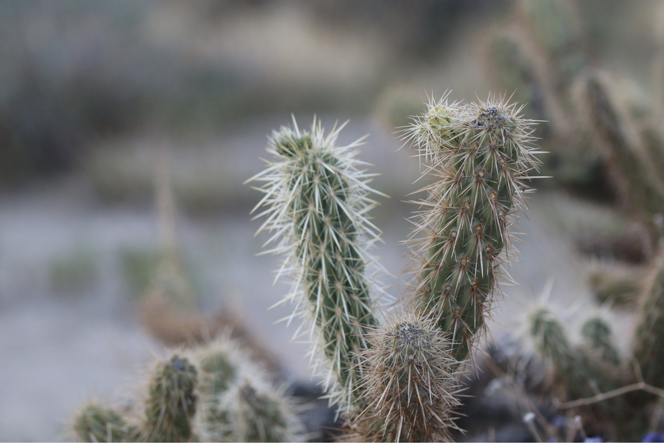 92 Cacti ideas  cactus art, cactus paintings, cactus painting