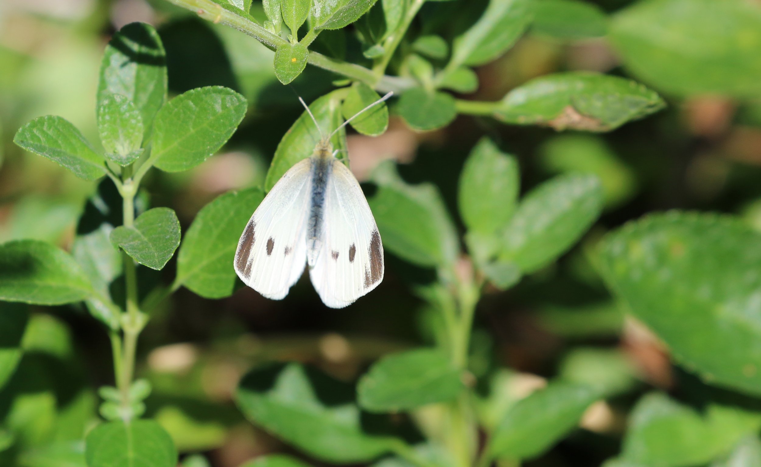 The Ethereal Palette: Artistry and Ecology in the Moth Collection