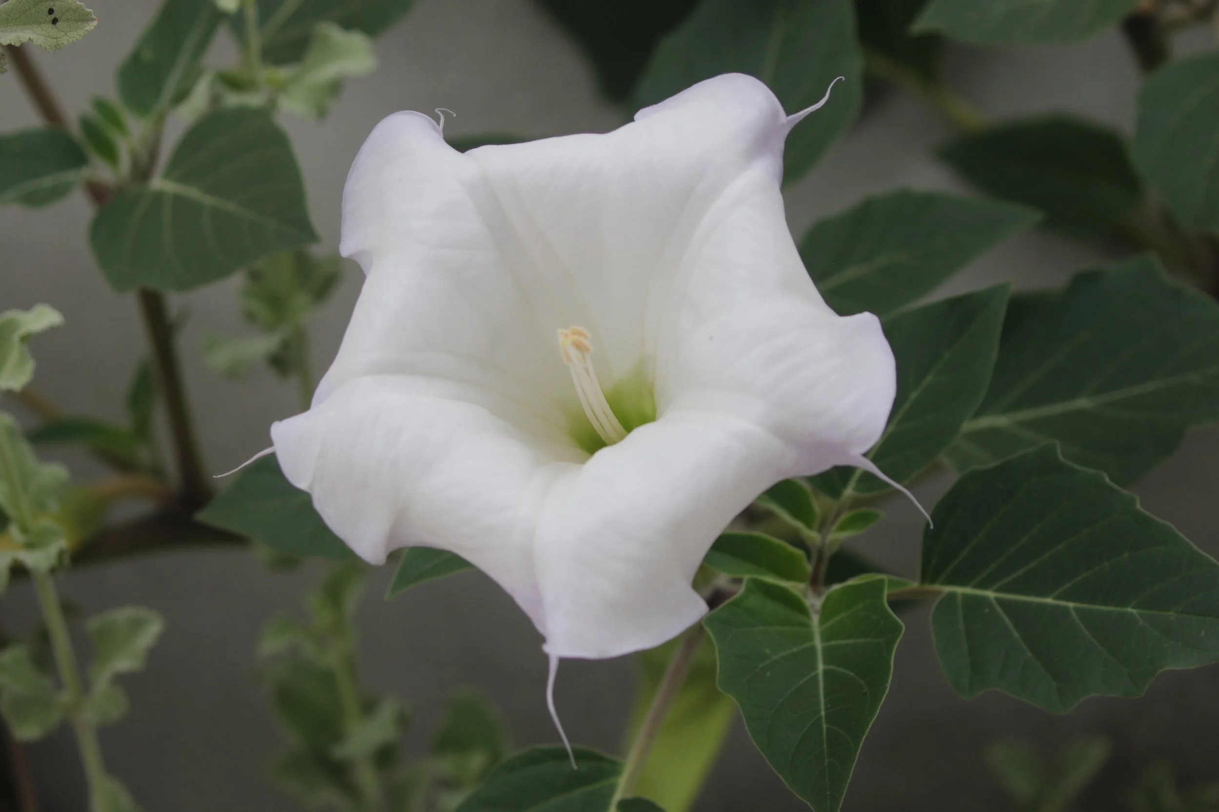 The Night’s Architecture: A Study of California’s Sacred Datura
