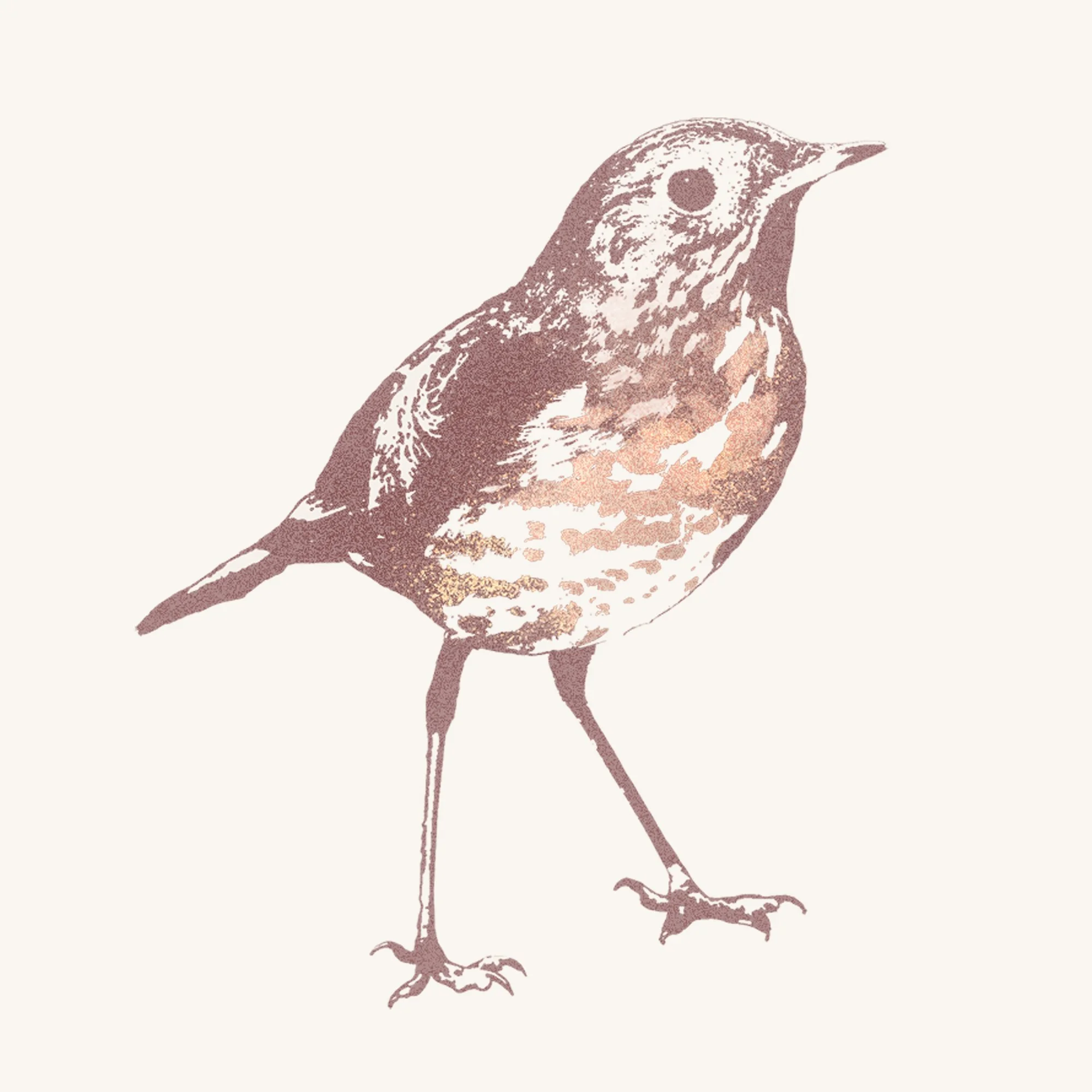 Hermit Thrush - Frangula