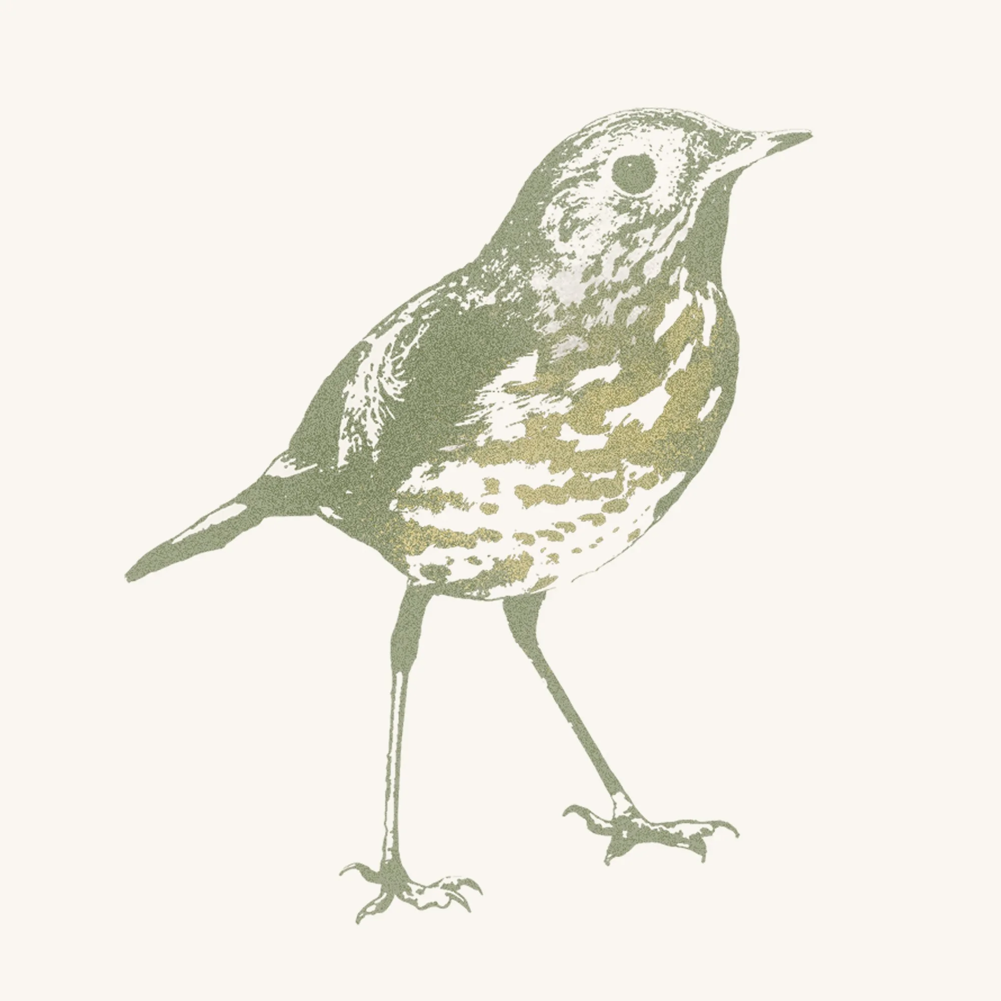 Hermit Thrush - Quercus