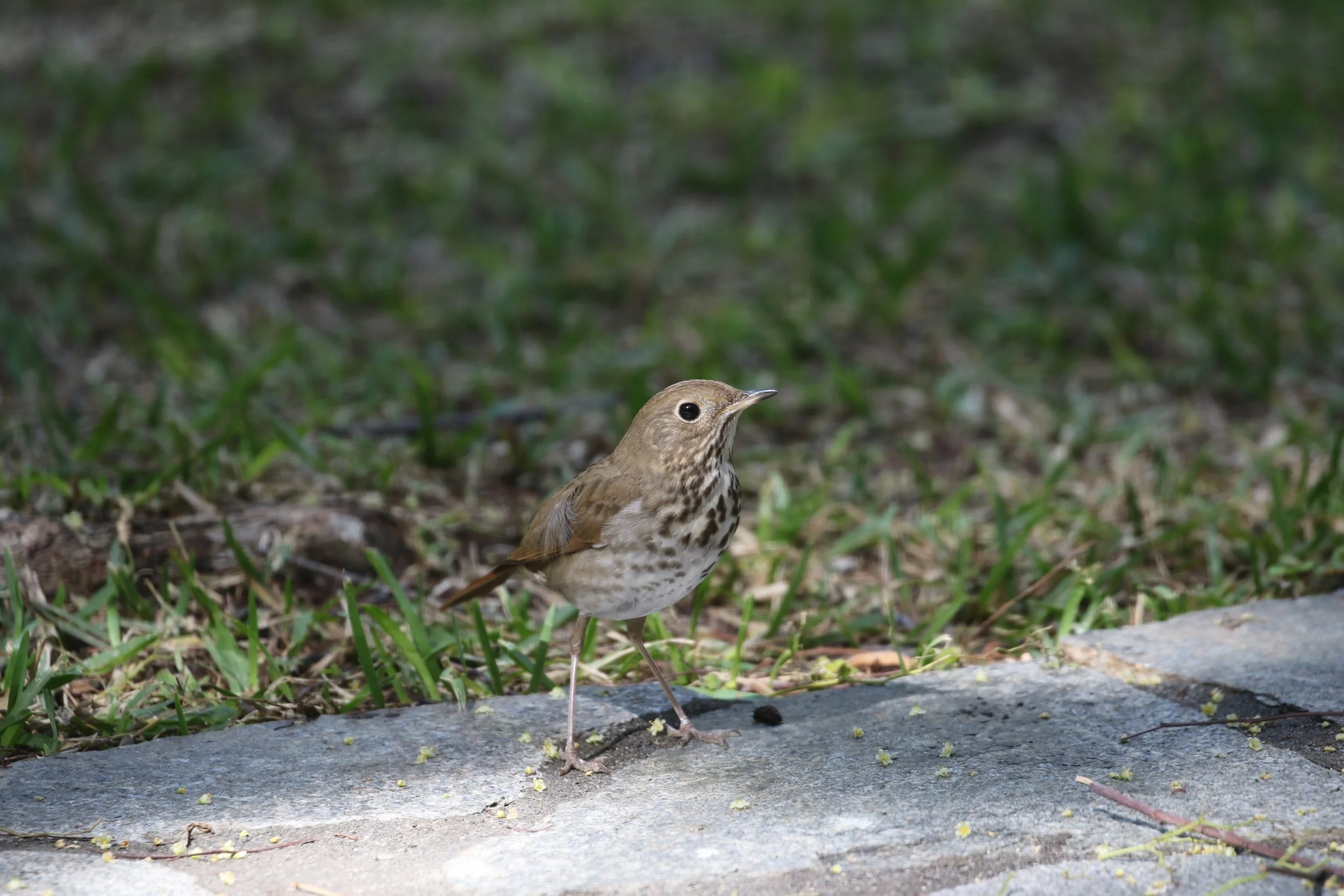 Hermit Thrush: Echoing Nature