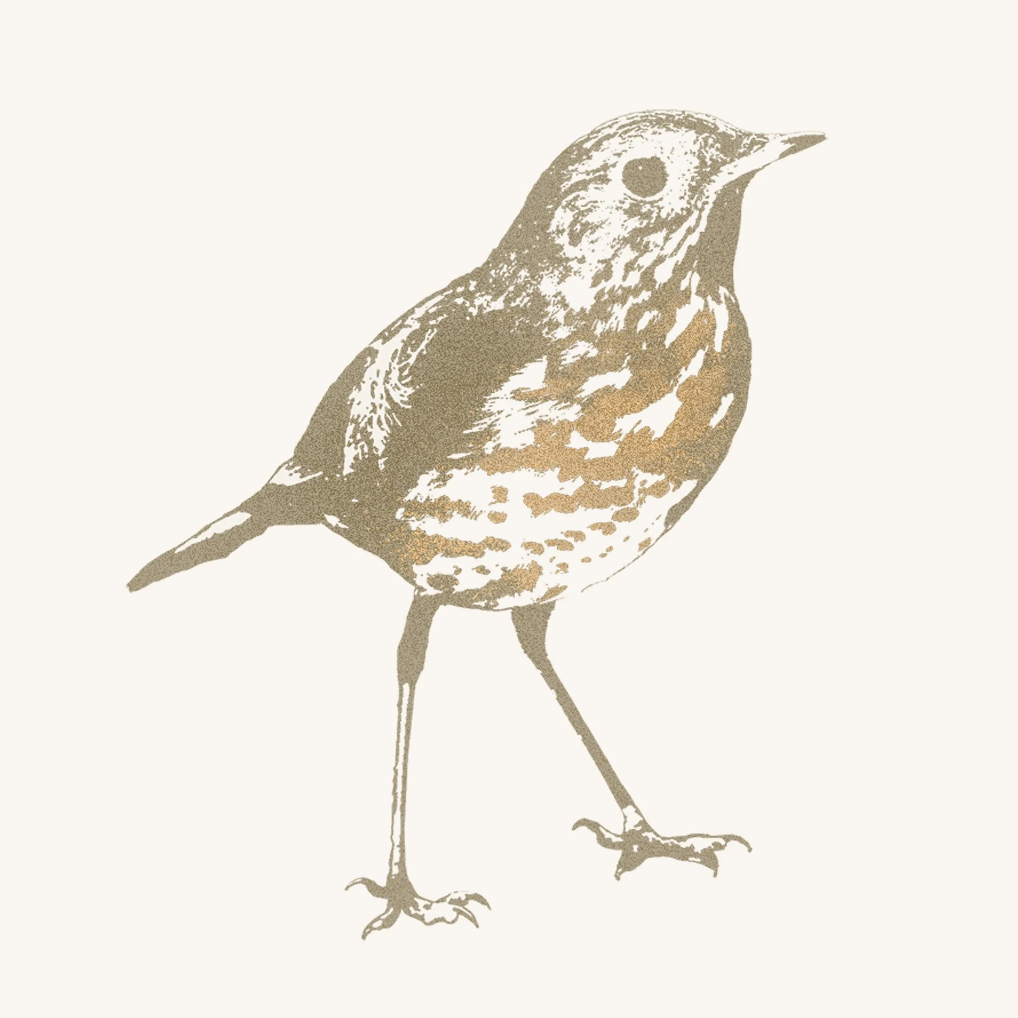 hermit-thrush-eriogonum.jpg