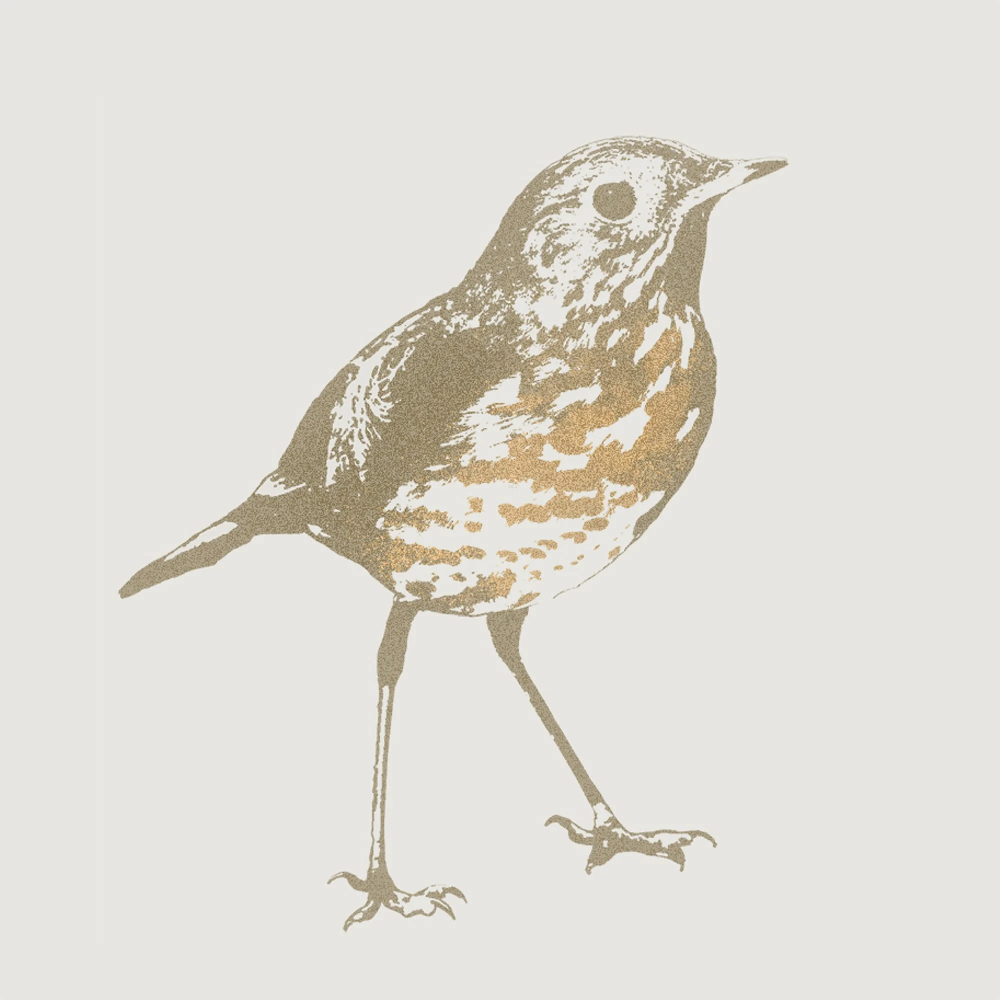 kale-tree-hermit-thrush-eriogonum-1.jpg