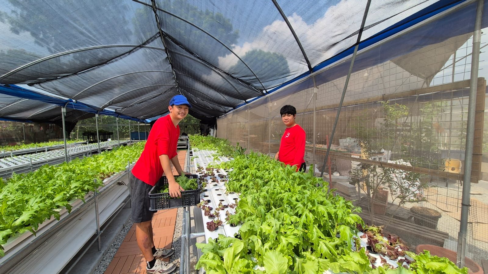 Two boys harvesting lettuce in a greenhouse with hydroponic gardening setup, one boy smiling at the camera and wearing a blue cap and red shirt, the other boy looking away, with plants growing on white trays under a protective net.