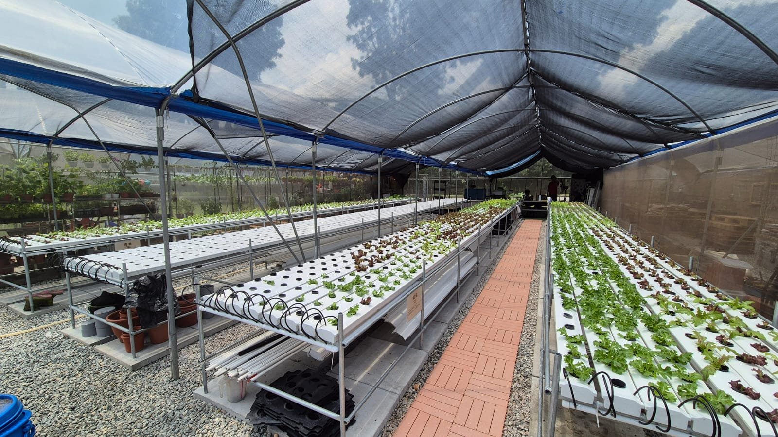 Inside a greenhouse, rows of lettuce and leafy greens growing in white hydroponic trays under a black shaded roofing.