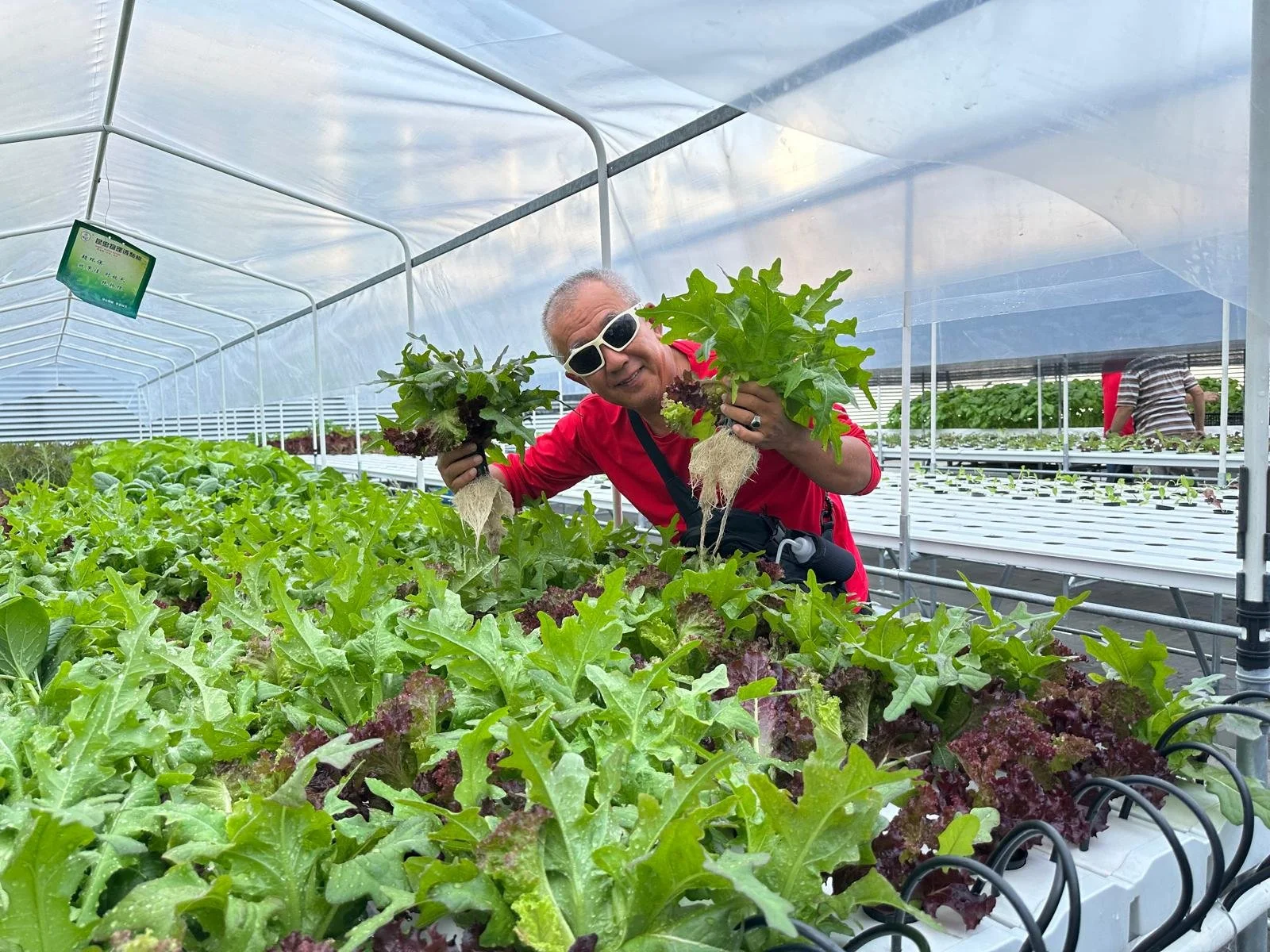 A man with sunglasses and a red shirt inside a greenhouse is holding leafy lettuce and smiling. There are rows of lettuce and other greens growing in hydroponic containers around him.