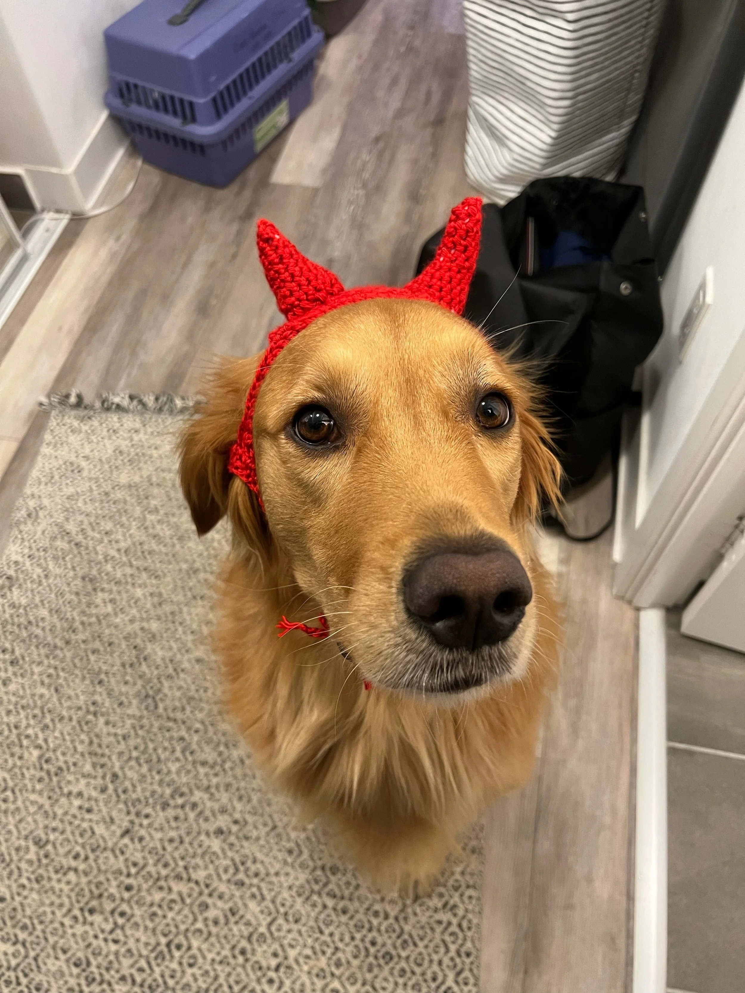 I recently picked up crocheting and decided to make Junior his Halloween costume