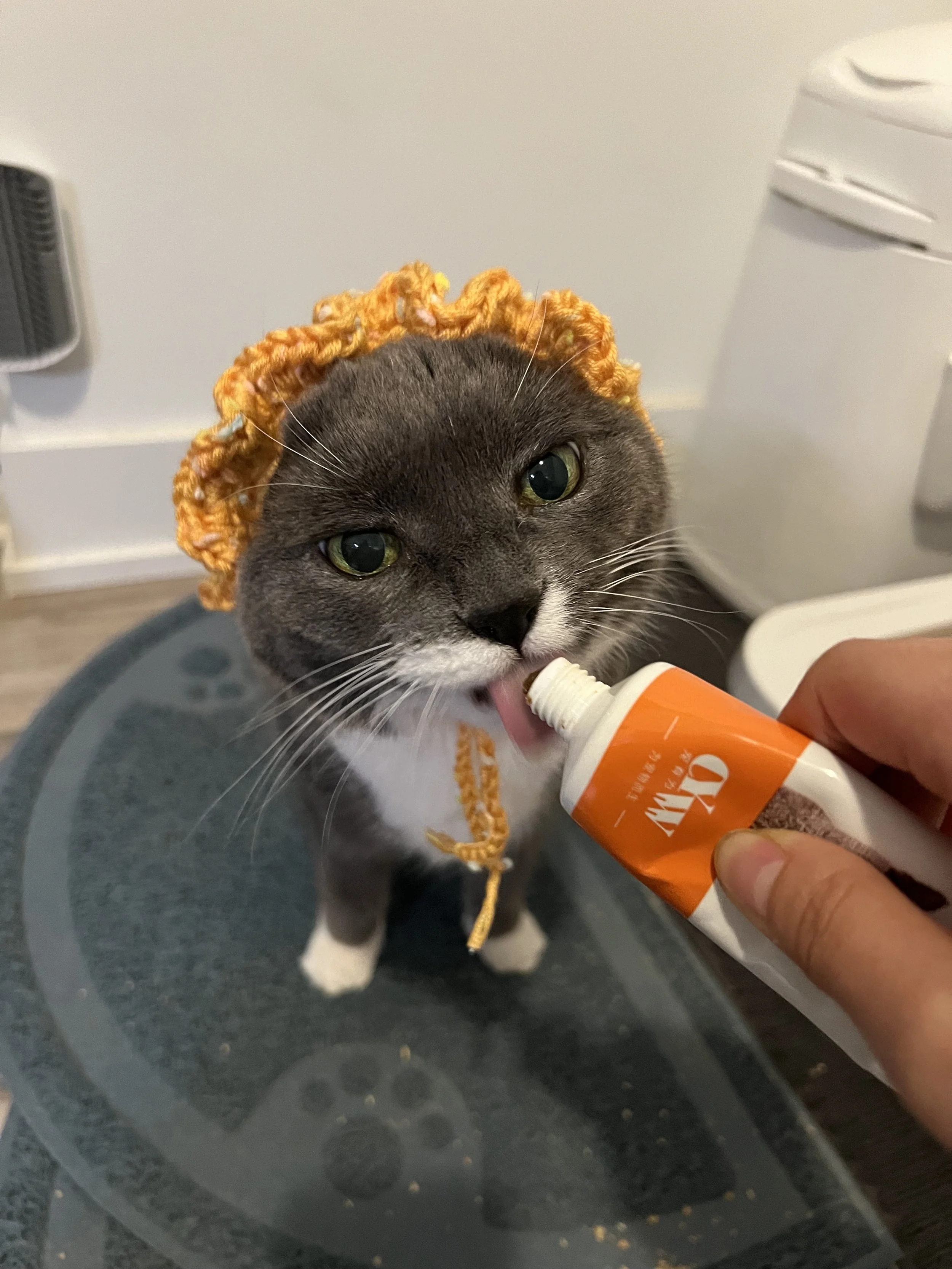 Our senior rescue cat Mitzie!